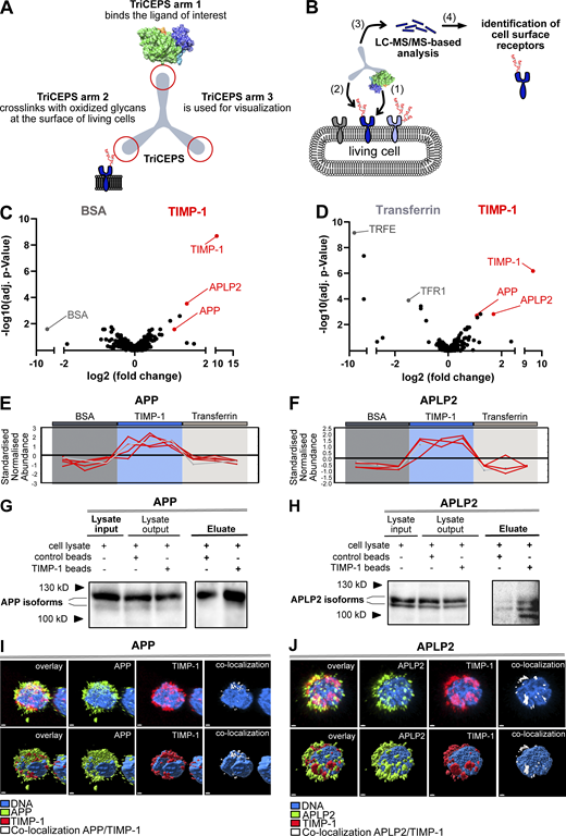 TIMP-1 is a novel ligand of APPs. (A) Functional arms of the TriCEPS molecule. Arm 1 is conjugated to the ligand of interest by an NHS-ester bond. Arms 2 and 3 are designed to bind to oxidized glycans of ligand-bound cell-surface receptors and to capture the TriCEPs-ligand-receptor complexes, respectively. (B) Experimental procedure of an LRC-TriCEPS approach. The ligand-bound TriCEPs molecule is added to living cells (1), which were oxidized prior to treatment to facilitate binding of the TriCEPs arm 2 (2). Arm 3 is used to catch the whole TriCEPs molecule for LC-MS/MS-based analysis of interaction molecules bound by arm 2 (3). (C and D) LRC TriCEPs volcano plots depicting enriched proteins from control samples and ligand of interest (TIMP-1) samples. BSA (C) and Transferrin (D) served as two controls to ensure the technical success of the experiment and to evaluate TIMP-1 candidate receptors. As compared to positive and negative controls, TIMP-1 samples led to statistically significant enrichment of APP and APLP2. The mean ratio fold change (log2 scale, x-axis) is plotted against the P value of the ratio fold change (−log10 scale, y-axis). This experiment was performed in triplicates. (E and F) Peptide profile plots depicting the relative abundance of detected peptides of APP (E) and APLP2 (F) in BSA control samples (dark gray box), TIMP-1 samples (blue box), and transferrin samples (light gray box). The abundance of detected APP and APLP2 peptides is compared with the BSA and Transferrin controls. Every red line corresponds to one detected peptide, every edge corresponds to a replicate. (G and H) Representative pull-downs of APP (G) and APLP2 (H) employing TIMP-1-coupled magnetic beads. TIMP-1-conjugated and unconjugated control beads were incubated with non-denatured cell lysates, and protein abundance in lysate inputs, lysate outputs, and eluate fractions was analyzed via Western blot. Different isoforms or differentially posttranslationally modified variants (Slunt et al., 1994; Hogl et al., 2011) of APP and APLP2 were detected. (I and J) Representative confocal images of primary human monocytes stimulated with exogenous, fluorescently labeled recombinant human TIMP-1 (Alexa555-TIMP-1) and stained for APP (I) or APLP2 (J). The nucleus is shown in blue, Alexa555-TIMP-1 is shown in red, APP (I) and APLP2 (J) are shown in green. Regions of TIMP-1/APP and TIMP-1/APLP2 colocalization are shown in white. The top panel shows confocal images; the bottom panel shows a surface depiction of the confocal images. The scale bars represent 1 μm. Source data are available for this figure: SourceData F1. Refer to the image caption for details.