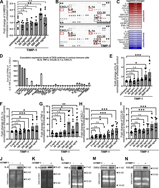 TIMP-1 induces proinflammatory features in monocytes. (A) Quantification of glucose uptake analyzed by flow cytometry. Primary human monocytes were stimulated with different concentrations human TIMP-1 (n = 10 biological replicates) or left untreated (n = 10 biological replicates), and the uptake fluorescent glucose (2-NBDG) was evaluated by calculation of geometric means of 2-NBDG in the whole monocyte population. Background of non-2-NBDG-treated cells was subtracted, and fold changes of geometric means of 2-NBDG were calculated by normalization to untreated controls. (B) Cytokine profiles of cell lysates derived from TIMP-1-stimulated and unstimulated primary human monocytes were analyzed using a Human XL Cytokine Array Kit (R&D Systems). Respective dots of the TICS cytokines (IL-6, TNF-α, IL-1α, CXCL1, and CCL20) are framed in red. (C) Quantification of fold changes of dot intensities comparing TIMP-1-treated with untreated cells. Fold changes are represented as log2 values. Upregulated cytokines are colored in different shades of red, downregulated cytokines are colored in different shades of blue. (D) Definition of the TICS panel. Sum of normalized Transcripts Per Million (nTPM) of IL-6, TNF-α, CCL20, IL-1α, and CXCL1 in different peripheral blood cells using published RNA-seq data (Monaco et al., 2019). (E–I) Quantification of fold changes of geometric means of intracellular IL-6 (E), TNF-α (F), IL-1α (G), CXCL1 (H), and CCL20 (I) in TIMP-1-treated (different concentrations, n = 10 biological replicates) and untreated (n = 10 biological replicates) primary human monocytes. For geometric mean calculation, background signals of an FMO control were subtracted and fold changes were calculated by normalization to untreated controls. (J–N) Western blots of IL-6 (J), IL-1α (K), TNF-α (L), CXCL1 (M), and CCL20 (N) in cell lysates derived from untreated or TIMP-1-treated primary human monocytes. (N and M) Total protein stains show different regions from the same blot. Data represent means ± SEM. Statistical differences between groups were analyzed employing a two-sided paired t test in the case of normal distribution or nonparametric Mann–Whitney test in the absence of normal distribution. Normality was tested using the Shapiro–Wilk normality test. Statistical differences between groups were assessed with one-way ANOVA Dunnett test for multiple comparisons between each group and a control. *, P ≤ 0.05; **, P ≤ 0.01; ***, P ≤0.001; ****, P ≤ 0.0001; n.s., not significant. Source data are available for this figure: SourceData F2. Refer to the image caption for details.