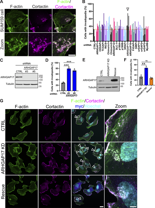 ARHGAP17 negatively regulates invadopodia. (A) Representative micrographs of a SUM159 cell with an invadopodia cluster. Cells were treated with PDBu for 30 min and stained for cortactin and F-actin (scale bar for both panels, 5 μm). (B) shRNA screen of candidate RhoGAPs in SUM159 cells. Cells stably expressing the indicated shRNAs were treated with PDBu for 30 min and stained for cortactin and F-actin as invadopodia markers. Colors represent different RhoGAPs, and individual bars represent unique shRNA targeting sequences. Results are expressed as the percentage of cells with invadopodia from four FOVs per condition. (C) Western blot of ARHGAP17 expression in SUM159 cells stably expressing non-targeting and ARHGAP17-specific shRNAs. Tubulin was used as a loading control. (D) Percentage of cells with invadopodia in CTRL or ARHGAP17 KD SUM159 cells treated with PDBu for 30 min. Results are expressed as mean ± SEM of three independent experiments in which at least 200 cells per condition per experiment were counted. Significance was tested with a two-tailed t test: ***, P < 0.001. (E) Western blot of CTRL, ARHGAP17 KD, and Rescue with shRNA-resistant myc-ARHGAP17 in SUM159 cells. (F) Percentage of cells with invadopodia in CTRL, ARHGAP17 KD, and Rescue SUM159 cells treated PDBu for 30 min. Results are expressed as mean ± SEM of three independent experiments in which at least 200 cells per condition per experiment were counted. Significance was tested with a two-tailed t test: **, P < 0.01. (G) Representative micrographs of CTRL, ARHGAP17 KD, and Rescue with myc-ARHGAP17 in SUM159 cells. F-actin and cortactin staining were used as markers for invadopodia while myc staining was used to visualize myc-ARHGAP17. Cells were treated with PDBu for 30 min before fixation and staining. Arrowheads highlight invadopodia clusters and the zoomed region is indicated with a dashed line (scale bar, 20 μm; zoom scale bar, 5 μm). For all blots, molecular weights are indicated in kD. Source data are available for this figure: SourceData F1.