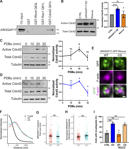 ARHGAP17 Cdc42-specific catalytic activity is required for its function at invadopodia. (A) Pulldown of endogenous ARHGAP17 in SUM159 cells using constitutively active RhoA (Q63L), Rac1 (Q61L), and Cdc42 (Q61L) tagged with GST or with GST alone. (B) Pulldown of active Cdc42 using the p21 binding domain (PBD) of p21 activated kinase 1 protein. Results are expressed as mean ± SEM of four independent experiments. Significance was tested with a two-tailed t test: ***, P < 0.001. (C and D) PBD pulldown of active Cdc42 in CTRL (C) and ARHGAP17 KD (D) SUM159 cells after treatment with PDBu at the indicated time points. Left panel shows a representative Western blot; right panel shows the quantification of three independent experiments. Results are expressed as mean ± SEM Significance was tested with a two-tailed t test: *, P < 0.05. (E) Representative TIRF micrographs of ARHGAP17 KO SUM159 cells forming single invadopodia after PDBu treatment stained for F-actin as a marker for invadopodia and expressing either WT or CD ARHGAP17-GFP (expressed in ARHGAP17 KO background; scale bar, 0.5 μm). (F) Radial intensity analysis of F-actin, WT ARHGAP17-GFP, and CD ARHGAP17-GFP in invadopodia. Lines are expressed as mean ± SEM of three independent experiments in which at least 40 invadopodia per condition per experiment were measured. (G and H) Quantification of ARHGAP17-GFP distance from the center of invadopodia based on peak intensity and normalized intensity of ARHGAP17 at invadopodia. Results are expressed as mean ± SEM of three independent experiments in which at least 40 invadopodia per condition per experiment were measured. Large circles represent biological replicates, small circles represent technical replicates. Significance was tested with a two-tailed t test. (I) Percentage of cells with invadopodia in CTRL, ARHGAP17 KO, and Rescue with either WT or CD ARHGAP17-GFP after 30 min PDBu treatment. Results are expressed as mean ± SEM of three independent experiments in which at least 200 cells per condition per experiment were counted. Significance was tested with a two-tailed t test: **, P < 0.01. For all blots, molecular weights are indicated in kD. Source data are available for this figure: SourceData F6.
