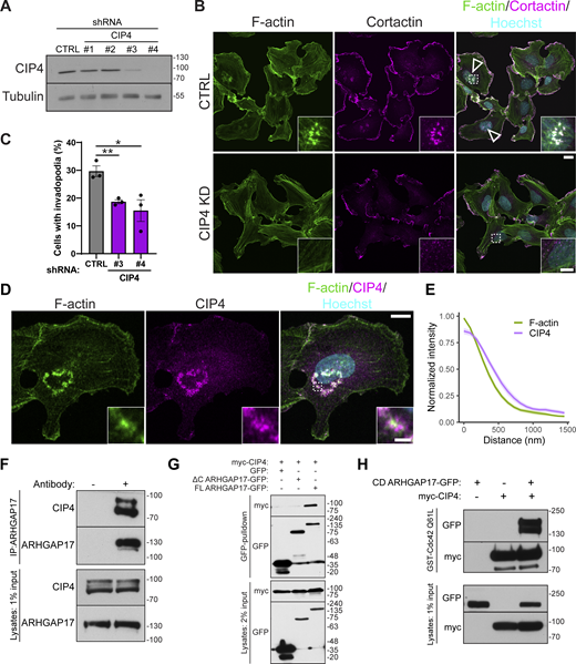 ARHGAP17 interacts with CIP4 to regulate invadopodia. (A) Representative Western blot of CIP4 expression in SUM159 cells expressing non-targeting (CTRL) or CIP4-specific shRNAs. (B) Representative micrographs of CTRL and CIP4 KD (shRNA #4) SUM159 cells. F-actin and cortactin staining were used as markers for invadopodia. Cells were treated with PDBu for 30 min before fixation and staining. Arrowheads highlight invadopodia clusters. The zoomed regions are marked by a dashed line (scale bar, 20 μm; inset scale bar, 5 μm). (C) Percentage of cells with invadopodia in CTRL and CIP4 KD SUM159 cells treated PDBu for 30 min. Results are expressed as mean ± SEM of three independent experiments in which at least 200 cells per condition per experiment were counted. Significance was tested with a two-tailed t test: *, P < 0.05; **, P < 0.01. (D) Representative micrographs of SUM159 cells treated with PDBu for 30 min and stained for F-actin and endogenous CIP4. The zoomed region is marked by a dashed line (scale bar, 10 μm; inset scale bar, 2 μm). (E) Radial intensity analysis of F-actin and CIP4 in invadopodia. Lines are expressed as mean ± SEM of three independent experiments in which at least 10 invadopodia per condition per experiment were measured. (F) Western blot of co-immunoprecipitation of endogenous ARHGAP17 and CIP4 in SUM159 cells. (G) Western blot of GFP-pulldown of myc-CIP4 with GFP, ΔC ARHGAP17-GFP, or WT ARHGAP17-GFP. (H) Western blot of affinity precipitation of myc-CIP4 and CD ARHGAP17-GFP using GST-Cdc42-Q61L bound to Glutathione Sepharose 4B. In F–H, % input refers to the total lysate loaded in the gel relative to the amount used for the immunoprecipitation/pulldown. For all blots, molecular weights are indicated in kD. Source data are available for this figure: SourceData F8.