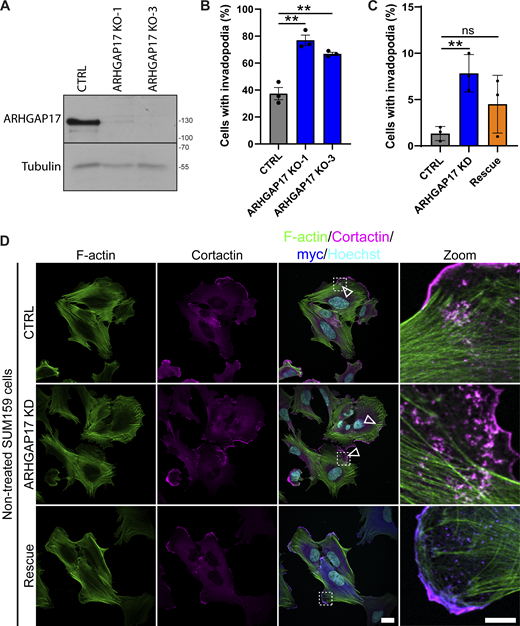 ARHGAP17 KO validation and spontaneous invadopodia formation in ARHGAP17 KD cells. (A) Representative Western blot showing loss of ARHGAP17 protein in SUM159 ARHGAP17 KO cells using two different gRNA targets. Molecular weights are indicated in kD. (B) Percentage of cells with invadopodia after treatment with PDBu for 30 min. Results are expressed as mean ± SEM of three independent experiments in which at least 200 cells per condition per experiment were counted. Significance was tested with a two-tailed t test: **, P < 0.01. (C) Percentage of non-treated SUM159 cells with invadopodia. Results are expressed as mean ± SEM of three independent experiments in which at least 200 cells per condition per experiment were counted. Significance was tested with a two-tailed t test: **, P < 0.01. (D) Representative micrographs of ARHGAP17 KD and Rescue with shRNA resistant myc-ARHGAP17 in SUM159 cells. F-actin and cortactin staining were used as markers for invadopodia while myc staining was used to visualize myc-ARHGAP17. Arrowheads highlight invadopodia clusters. The zoomed regions are marked by a dashed line (scale bar, 20 μm). Source data are available for this figure: SourceData FS1. Refer to the image caption for details.