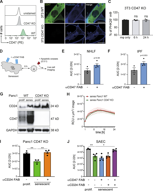 Impairment of efferocytosis by senescent cells is mediated by CD47 and CD24 expression. (A) CD47 loss-of-function in 3T3 cells was verified by CD47 staining in flow cytometry. (B) Representative immunofluorescence images from senescent 3T3 cells (WT or CD47 KO) showing CD47 (green) and Phalloidin (blue) staining (scale bar: 50 µm). n = 2. (C) Quantification of efferocytosis of apoptotic corpses by BMDMs in the presence of CD47 KO senescent cells (induced by palbociclib). Samples were analyzed by flow cytometry. Data are representative of three independent experiments. All values are means ± SEM. Statistically significant differences were determined by one-way ANOVA with Bonferroni correction; n = 3 biological replicates. (D) Schematic overview of the experimental design. Senescent human fibroblasts were incubated with neutralizing anti-CD47 FAB fragments for 1 h, then direct co-cultures with primary macrophages were assembled for 6 h, followed by exposure to pHrodo labeled apoptotic corpses. Corpse removal was monitored by live cell imaging (IncuCyte). (E and F) Quantification of efferocytosis of apoptotic corpses in co-cultures of human MDMs and senescent primary NHLF (E) or IPF-derived fibroblast (IPF; F). Efferocytotic capability of macrophages in co-culture with senescent fibroblast in the presence (blue bar) or absence of FAB fragments (gray bar) was monitored over time using the IncuCyte S3 system. Then area under curve (AUC) from 2 to 20 h was calculated and plotted. Data are representative of three independent experiments. All values are means ± SEM. Statistically significant differences were determined by unpaired Student’s t test. (G) Whole-cell lysates derived from Panc1 cells (WT and CD47 KO) were analyzed by Western blotting for the indicated proteins. GAPDH was used as loading control. Senescence was induced by chemical treatment (Palbociclib). Blots are representative of three independent experiments. GAPDH image is derived from the same blot as Fig. 7 and Fig. S3. CD24 image is derived from the same blot as in Fig. S3. (H) Quantification of efferocytosis of apoptotic corpses by MDMs in the presence of senescent Panc1 cells. Efferocytotic capability of macrophages in co-culture with WT (red line) or CD47 KO (green line) Panc1 cells was monitored over time. Data are representative of at least three independent experiments. All values are means ± SEM. (I) Quantification of efferocytosis of apoptotic corpses in co-cultures of human MDMs and proliferating (black bar) or senescent CD47 KO Panc1 cells. Senescent CD47 KO cells were treated with (orange bar) or without anti-CD47 FAB fragments (green bar) prior to the assembly of the co-culture with MDMs. Efferocytotic capability of macrophages was monitored over time using the IncuCyte S3 system. Then area under curve (AUC) from 2 to 22 h was calculated and plotted. Shown values are means of at least technical triplicates ± SEM in one representative experiment. Data are representative of three independent experiments. **P < 0.01. Statistically significant differences were determined by one-way ANOVA with Bonferroni correction. (J) Quantification of efferocytosis of apoptotic corpses in co-cultures of human MDMs and proliferating (gray bar) or senescent primary small airway cells (SAEC). Senescent SEAC cells were either untreated (green bar) or treated with anti-CD47 (blue bar) or anti-CD24 FAB fragments (orange bar) or the combination of both FAB fragments (violet bar) prior to the assembly of the co-culture with MDMs. Efferocytotic capability of macrophages was monitored over time using the IncuCyte S3 system. Then area under curve (AUC) from 2 to 22 h was calculated and plotted. Shown values are means of technical quadruplicates ± SEM in one representative experiment. Data are representative of two independent experiments *P < 0.05, **P < 0.005. Statistically significant differences were determined by one-way ANOVA with Bonferroni correction. Source data are available for this figure: SourceData F8.