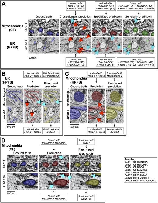 Effects of extensive combination of datasets and fine-tuning during training. (A–D) Examples to highlight the effect on the predictive performance of (A, C, and D) mitochondria and (A and B) ER and models trained with data from cells prepared by CF or HPFS, with substantial differences in general appearance and contrast. The images show several comparisons between ground truth annotations and predictions from models trained as described in the insets with data obtained from cells prepared by different sample preparation protocols. Details of the cell and training protocols are in Tables S1, S2, and S8. Voxels corresponding to false positive (cyan arrows) and false negative (red arrows) predictions are indicated. Scale bar, 500 nm. (A) Predictions from cross-domain models, for which the training data and predictions were done using cells prepared with different sample preparation protocols, were less accurate than those obtained from the specialized models, for which training and predictions were done using cells prepared with the same sample preparation protocol. Predictions from the generalist models, obtained by training using ground truth annotations from cells prepared by CF and HPFS, performed only slightly worse than the predictions from the specialized models. (B–D) Effect on the predictive performance of the models by fine-tuning during training.