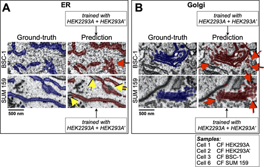Performance of the deep-learning network to predict in naïve cells. (A and B) Visual comparisons between predictions (crimson) by 3D U-net models trained using combined data from two HEK293A cells to recognize (A) ER or (B) Golgi apparatus and corresponding ground truth annotations (blue) in the naïve BSC-1 and SUM 159 cells not used for training (Table S1). The representative images of single plane views from FIB-SEM volume data are from cells prepared by CF isotropically acquired at a 5 nm resolution; red and yellow arrows highlight small regions containing voxels of false positive and false negative assignments. Scale bar, 500 nm (see Videos 1 and 2). Refer to the image caption for details.