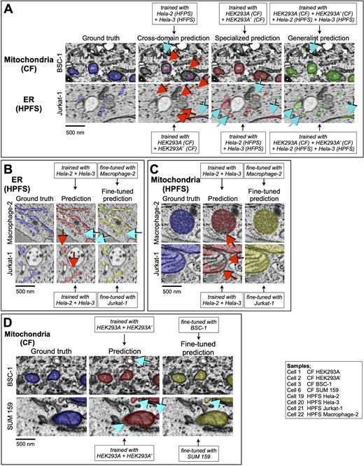 Effects of extensive combination of datasets and fine-tuning during training. (A–D) Examples to highlight the effect on the predictive performance of (A, C, and D) mitochondria and (A and B) ER and models trained with data from cells prepared by CF or HPFS, with substantial differences in general appearance and contrast. The images show several comparisons between ground truth annotations and predictions from models trained as described in the insets with data obtained from cells prepared by different sample preparation protocols. Details of the cell and training protocols are in Tables S1, S2, and S8. Voxels corresponding to false positive (cyan arrows) and false negative (red arrows) predictions are indicated. Scale bar, 500 nm. (A) Predictions from cross-domain models, for which the training data and predictions were done using cells prepared with different sample preparation protocols, were less accurate than those obtained from the specialized models, for which training and predictions were done using cells prepared with the same sample preparation protocol. Predictions from the generalist models, obtained by training using ground truth annotations from cells prepared by CF and HPFS, performed only slightly worse than the predictions from the specialized models. (B–D) Effect on the predictive performance of the models by fine-tuning during training. Refer to the image caption for details.