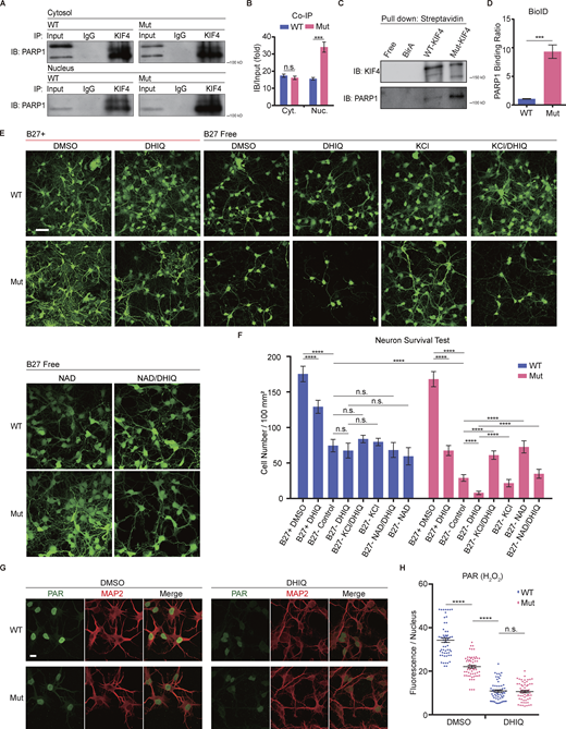 Mut-KIF4 strongly binds to PARP1, whose activity influences cell survival rate. (A and B) Co-immunoprecipitation (Co-IP) immunoblotting results of the primary culture neuron lysates (A), and quantification of amounts of 110 kD PARP1 bands (B). The statistical values were normalized to relevant bands in the input lanes. The input samples and immunoprecipitated complexes including KIF4 were analyzed by immunoblotting using an antibody specific to PARP1; IP, immunoprecipitation; IB, immunoblotting; IgG, immunoglobulin G; Cyt., Cytosol; Nuc., Nuclear. Data are presented as mean ± SEM (n = 3 independent experiments). ***P < 0.001 (Student’s t tests). (C and D) Immunoblotting results of BioID pulldown (C), and quantification of amounts of PARP1 protein bands (D). The statistical values were normalized to overexpressed KIF4 bands. The biotinylated PARP1 was clearly detected in a lysate of N2A cells expressing Mut-KIF4. Data are presented as mean ± SEM (n = 3 independent experiments). ***P < 0.001 (Student’s t tests). (E and F) The survival assay using CMFDA with or without indicated reagents. Representative images of hippocampal culture neurons (E), and quantification of survival rates for each condition (F). Scale bar, 50 µm. Data are presented as mean ± SEM (n = 3 independent experiments). ns, P > 0.05, ****P < 0.0001 (two-way ANOVA). (G and H) Hippocampal neurons immunostained with anti-PAR and anti-MAP2 antibodies (G), and quantification of the normalized fluorescent intensity for each condition (H). Scale bar, 10 µm. Data are presented as mean ± SEM (n = 60, 3 independent experiments). ns, P > 0.05, ****P < 0.0001 (Student’s t tests). Source data are available for this figure: SourceData F4. Refer to the image caption for details.