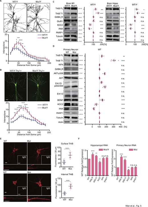 The hyper-branched phenotype induced by the KIF4 mutation is accompanied by altered TrkB-KCC2 pathway. (A) Golgi staining of the hippocampal CA3 pyramidal neurons of individual mice at P21; Scale bar, 25 µm. Sholl analysis for the dendritic arborization of each genotypic neuron. Data are presented as mean ± SEM (n = 20, from 5 mouse pairs). *P < 0.05, **P < 0.01, ***P < 0.001 (two-way ANOVA). (B) Representative images of GFP-expressing CA3 pyramidal neurons from individual mice at P90; Scale bar, 20 µm. Sholl analysis for the dendritic arborization of each genotypic neuron. Data are presented as mean ± SEM (n = 20, from 5 mouse pairs). **P < 0.01, ***P < 0.001, ****P < 0.0001 (two-way ANOVA). (C and D) Immunoblotting of M1, Hippo (C) and primary neuron (D) lysates from individual samples using the indicated antibodies and the statistics of the expression ratio. Quantification of individual protein bands with reference to tubulin and actin control bands. Data are presented as mean ± SEM (n = 6 independent experiments). ns, P > 0.05, *P < 0.05, **P < 0.01, ***P < 0.001, ****P < 0.0001 (two-way ANOVA). (E) Immunocytochemistry images of hippocampal culture neurons (DIV 18). Both the surface (top panel) and internal (bottom panel) TrkB were detected; Scale bars, 10 µm in the images of WT and Mut, and 30 µm in the images of IgG. Data are presented as mean ± SEM (n = 20, four independent experiments). ****P < 0.0001 (Student’s t tests). (F) The RT-qPCR assay revealed the markedly increased mRNA expression of trkb fl, trkb t1, and decreased kcc2 in the mutant hippocampal and primary culture neurons. Primary neurons cultured under 5 μm AraC condition. Quantification of individual mRNA level with reference to act control. Data are presented as mean ± SEM (n = 6 independent experiments). ns, P > 0.05, **P < 0.01, ****P < 0.0001 (two-way ANOVA). Source data are available for this figure: SourceData F5. Refer to the image caption for details.