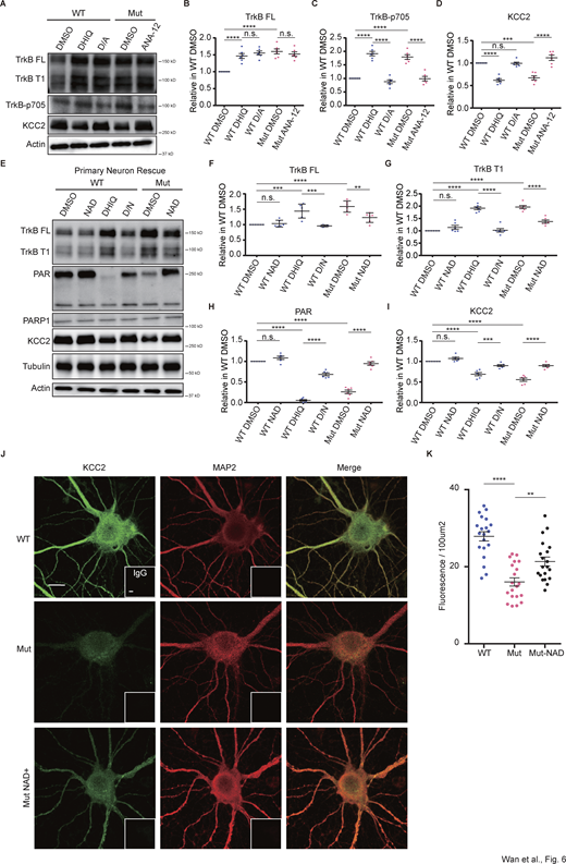 The KIF4 mutation affects TrkB signaling through suppression of PARP1 activity. (A–D) Hippocampal culture neurons are cultured under 5 μm Arac condition. Immunoblotting of the hippocampal culture neuron lysates (DIV 18) using the indicated antibodies (A) and the statistics of the expression ratios (B–D). The expression ratios of TrkB FL (B), TrkB p705 (C), and KCC2 (D) are represented. Quantification of individual protein bands with reference to actin control bands. Data are presented as mean ± SEM (n = 6, three independent experiments). n.s., P > 0.5, ***P < 0.001, ****P < 0.0001 (two-way ANOVA). (E–I) Immunoblotting of the hippocampal culture neuron lysates (DIV 18) using the indicated antibodies (E) and the statistics of the expression ratio (F–I). The expression ratios of TrkB FL (F), TrkB T1 (G), PAR (H), and KCC2 (I) are represented. Quantification of individual protein bands with reference to tubulin and actin control bands. Data are presented as mean ± SEM (n = 6, three independent experiments). n.s., P > 0.5, **P < 0.01, ***P < 0.001, ****P < 0.0001 (two-way ANOVA). (J–K) Immunocytochemistry of primary neurons using the indicated antibodies, and IgG (J) and the statistics of the fluorescence density (K); Scale bar, 10 μm. Data are presented as mean ± SEM (n = 20, 4 independent experiments). **P < 0.01, ****P < 0.0001 (two-way ANOVA). Source data are available for this figure: SourceData F6.