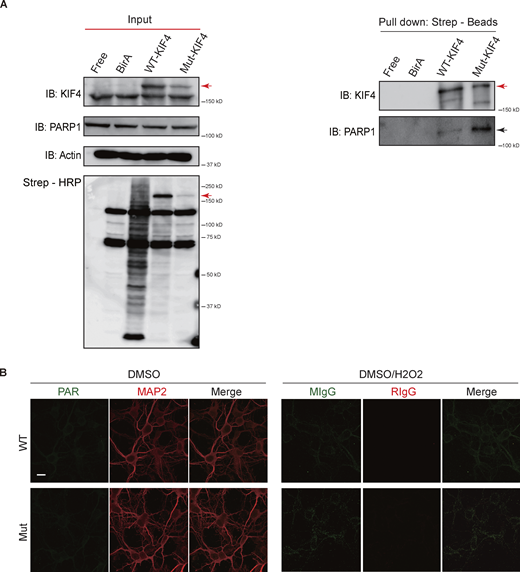 Binding strength between KIF4 and PARP1 was stronger in mutant KIF4. (A) Immunoblotting results of BioID. BirA indicated the mock vector transfected cells. Input or pull-down lysates were blotted with the indicated antibodies. Total biotinylated proteins were confirmed by streptavidin-conjugated horse radish peroxidase (Strep-HRP). Red arrows indicate the overexpressed KIF4 band and the black arrow indicates endogenous PARP1. (B) Immunocytochemistry of primary neurons using the indicated antibodies, mouse (MIgG), and rabbit IgG (RIgG); Scale bar, 10 μm. Source data are available for this figure: SourceData FS3. Refer to the image caption for details.