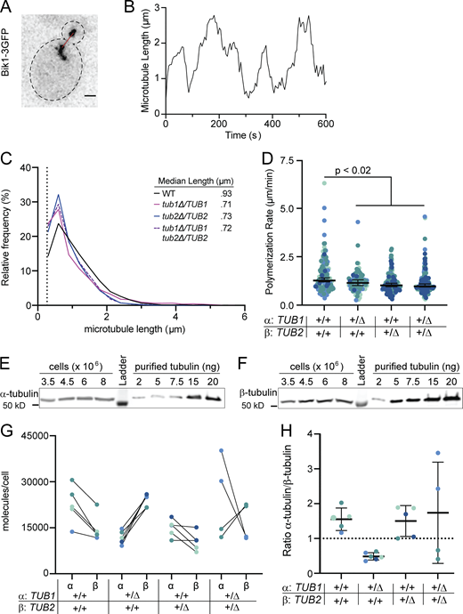 Changes in gene copy number alter microtubule activity. (A) Representative image of a wild-type cell expressing Bik1-3GFP. Red line indicates measured length between plus-end and spindle pole body. Scale bar = 1 µm. Image is a maximum intensity projection of z series. (B) Life plot of a single microtubule from a wild-type cell. Microtubule lengths were measured at 5-s intervals. (C) Histogram of all astral microtubule lengths from time lapse imaging of wild type, TUB1/tub1Δ, TUB2/tub2Δ, and TUB1/tub1Δ TUB2/tub2Δ. Data are from at least three separate experiments for each genotype, and a total of at least 20 cells were analyzed for each genotype. (D) Polymerization rates of astral microtubules. Each dot represents a single polymerization event, and dots are colored by experimental day. P value between wild type and mutant based on t test after one-way ANOVA. Bars are median ±95% CI. (E) Representative image of quantitative Western blot of α-tubulin in wild-type cells to determine molecules per cell. Known mass of purified yeast tubulin was used to make a standard curve. (F) Representative image of quantitative Western blot of β-tubulin in wild-type cells to determine molecules per cell. Known mass of purified yeast tubulin was used to make a standard curve. (G) Paired molecules of α- or β-tubulin per cell for each genotype. Protein mass (ng) was converted to molecules per cell. Data represent at least two independent experiments with two biological replicates, and each dot is mean molecules per cell calculated from at least three dilutions in that experiment. Dots are colored by experiment. (H) Ratio of α-to β-tubulin in cells with indicated genotypes. Ratios were calculated from data in G. Bars are mean ± 95% CI. Source data are available for this figure: SourceData F2.