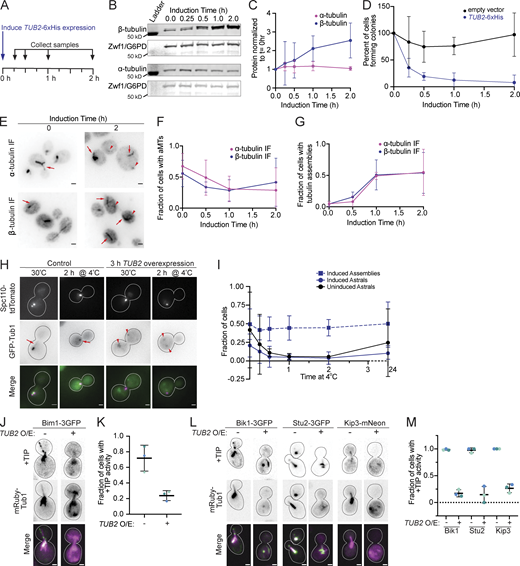 Super-stoichiometric β-tubulin creates aberrant tubulin assemblies. (A) Schematic for β-tubulin induction experiment. (B) Representative Western blot of β- and α-tubulin during TUB2-6xHIS induction. Blots were probed for α- or β-tubulin, and Zwf1 (G6PD) as a loading control. (C) Quantification of TUB2-6xHis induction for both α- and β-tubulin across overexpression. Dots represent mean ± SD from four independent induction experiments. (D) Quantification of cells forming colonies after TUB2-6xHis induction or empty vector control. Dots represent mean ± SD from four independent induction experiments. (E) Example images of wild-type cells overexpressing β-tubulin for 0 or 2 h and stained for α- or β-tubulin. Arrows indicate astral microtubules; arrowheads indicate tubulin assemblies. Scale bar = 1 µm. Images are maximum intensity projections of in focus z positions. (F) Quantification of astral microtubules (aMTs) across induction time for cells stained for either α- or β-tubulin. Dots represent mean ± 95% CI from three independent experiments with at least 100 cells in each experiment. (G) Quantification of tubulin assemblies across induction time for cells stained for either α- and β-tubulin. Dots represent mean ± 95% CI from three independent experiments with at least 100 cells in each experiment. (H) Example images of cells expressing Spc110-tdTomato and GFP-Tub1. TUB2-6xHis was induced for 3 h and then cells were shifted to 4°C for 2 h to depolymerize microtubules. Uninduced control cells are also shown. Arrows indicate microtubules; arrowheads indicate tubulin assemblies. Scale bar = 1 µm. Images are maximum intensity projections of z series. (I) Quantification of the fraction of astral microtubules or tubulin assemblies in induced or uninduced cells after indicated time at 4°C. Dots are mean ± 95% CI from at least 100 cells in three independent experiments. (J) Example images of cells expressing Bim1-3GFP and mRuby-Tub1 with TUB2-6xHis induced or uninduced for 2 h. Confocal images were processed in Fiji using the Despeckle filter and stacks were converted to sum projections. Scale bar = 1 µm. (K) Quantification of the fraction of cells exhibiting a focus of Bim1-GFP that tracks a dynamic microtubule plus end in uninduced or induced cells. Each dot represents a single experiment. Bars are mean ± 95% CI. (L) Example images of cells expressing the indicated + TIP and mRuby-Tub1 with TUB2-6xHis induced or uninduced for 2 h. Confocal images were processed in Fiji using the Despeckle filter and stacks were converted to sum projections. Scale bar = 1 µm. (M) Quantification of the fraction of cells exhibiting a focus of +TIP that tracks a dynamic microtubule plus end in uninduced or induced cells. Each dot represents a single experiment. Bars are mean ± 95% CI. Source data are available for this figure: SourceData F3.