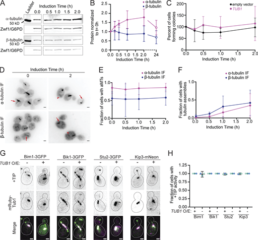 Cells tolerate super-stoichiometric α-tubulin. (A) Representative Western blot of α- and β-tubulin during TUB1 induction. Blots were probed for α- or β-tubulin and Zwf1 (G6PD) as a loading control. (B) Quantification of TUB1 induction for both α- and β-tubulin across overexpression. Data from 24 h post-induction is from a separate set of experiments. Dots represent mean ± SD from four independent induction experiments, open circle indicates the separate experiment used to measure tubulin levels at 24 h post-induction. (C) Quantification of cells forming colonies after TUB1 or empty vector induction. Dots represent mean ± SD from three independent induction experiments. (D) Example images of wild-type cells overexpressing TUB1 for 0 or 2 h and stained for α- or β-tubulin. Arrows indicate astral microtubules; arrowheads indicate tubulin assemblies. Scale bar = 1 µm. Images are maximum intensity projections of in focus z positions. (E) Quantification of astral microtubules across induction time for both α- and β-tubulin staining. Dots represent mean ±95% CI from three independent experiments with at least 100 cells per experiment. (F) Quantification of tubulin assemblies across induction time for both α- and β-tubulin staining. Dots represent mean ±95% CI from three independent experiments with at least 100 cells per experiment. (G) Example images of cells expressing the indicated + TIP and mRuby-Tub1 with TUB1 induced or uninduced for 2 h. Confocal images were processed in Fiji using the Despeckle filter and stacks were converted to sum projections. Scale bar = 1 µm. (H) Quantification of the fraction of cells exhibiting a focus of +TIP that tracks a dynamic microtubule plus end in uninduced or induced cells. Each dot represents a single experiment. Bars are mean ±95% CI. Source data are available for this figure: SourceData F4.