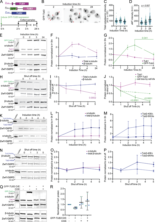 Tub1 and Tub3 isotypes are balanced to set α-tubulin protein levels. (A) Schematic of gene composition for the GFP-Tub3 induction strain and time course of induction experiments. (B) Example images of GFP-Tub3 in cells at indicated induction time. Arrowheads indicate tubulin assemblies. Scale bar = 1 µm. Images are a maximum intensity projection of z series. (C) Quantification of whole cell GFP-Tub3 fluorescence intensity. Each dot represents a single cell and are colored by replicate, triangles represent the mean of each experiment. Bars are mean ± 95% CI. (D) Quantification of GFP-Tub3 fluorescence intensity in astral microtubules. Each dot represents a single microtubule in a single cell and are colored by replicate, triangles represent the mean of each experiment. P value between wild type and mutant based on t test after one-way ANOVA. Bars are mean ± 95% CI. (E) Representative Western blot of GFP-Tub3 induction. Blots were probed for α- or β-tubulin, and Zwf1 (G6PD) as a loading control. (F) Quantification of total α- and β-tubulin levels across GFP-Tub3 induction. Dots are mean ± SD from three independent experiments, normalized to the level of α- or β-tubulin prior to induction. (G) Quantification of Tub1 and GFP-Tub3 levels across induction. Dots are mean ± SD from three independent experiments, normalized to the Tub1 levels prior to induction. P values were determined by t test after a one-way ANOVA. (H) Representative Western blot of tubulin levels after GFP-Tub3 shut off. Blots were probed for α- or β-tubulin, and Zwf1 (G6PD) as a loading control. (I) Quantification of total α- and β-tubulin levels after GFP-Tub3 shut off. Dots are mean ± SD from four independent experiments, normalized to the α- or β-tubulin levels at shutoff (t = 0). P values were determined by t test compared to t = 0, after a one-way ANOVA. Only P values <0.05 are shown. (J) Quantification of Tub1 and GFP-Tub3 levels after GFP-Tub3 shut off. Dots are mean ± SD from four independent experiments, normalized to the Tub1 or GFP-Tub3 levels at shutoff (t = 0). P values were determined by t test compared to t = 0, after a one-way ANOVA. Only P values <0.05 are shown. Dashed line represents the estimated loss of protein due to titration by cell division, calculated from the increase in Zwf1 signal. (K) Representative Western blot of Tub2-6xHis induction. Blots were probed for α- or β-tubulin, and Zwf1 (G6PD) as a loading control. (L) Quantification of total α- and β-tubulin levels across Tub2-6xHis induction. Dots are mean ± SD from five independent experiments, normalized to α- or β-tubulin levels prior to induction. (M) Quantification of Tub2-438Δ and Tub2-6xHis levels across Tub2-6xHis induction. Dots are mean ± SD from five independent experiments, normalized to Tub2-438Δ levels prior to induction. (N) Representative Western blot of Tub2-6xHis shut off. Blots were probed for α- or β-tubulin, and Zwf1 (G6PD) as a loading control. (O) Quantification of total α- and β-tubulin levels after Tub2-6xHis shut off. Dots are mean ± SD from four independent experiments, normalized to the α- or β-tubulin levels at shutoff (t = 0). (P) Quantification of Tub2-438Δ and Tub2-6xHis levels after Tub2-6xHis shut off. Dots are mean ± SD from four independent experiments, normalized to Tub2-438Δ or Tub2-6xHis levels at shutoff (t = 0). (Q) Representative Western blot of GFP-Tub3 induction with or without cycloheximide (CHX) treatment. (R) Quantification of Tub1 protein levels in indicated treatment groups. Data represent four experiments and are colored by day. Bars are mean ±95% CI. Source data are available for this figure: SourceData F5.