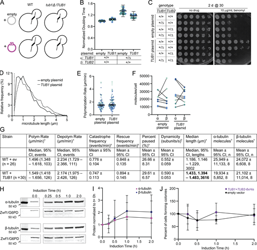 Exogenous copy of TUB1 and co-overexpression of α- and β-tubulin are tolerated. (A) Schematic of the CEN-based additional copy of TUB1.(B) Normalized doubling times of wild-type or tub1Δ/TUB1 with an empty vector or additional copy of TUB1 on a CEN plasmid. For each genotype, four technical replicates of two biological replicates were used across three independent experiments. Circles represent cultures in separate wells and triangles are the means of each day. Colors indicate independent experiments. Asterisk indicates P < 0.05 between wild type and mutant based on t test after one-way ANOVA. Bars are mean ±95% CI. (C) Tenfold dilution series of indicated strains were spotted onto rich medium or rich medium supplemented with benomyl. Cells were grown at the indicated temperature for the indicated number of days. (D) Histogram of all astral microtubule lengths from time-lapse imaging of wild-type cells with an empty vector or an extra copy of TUB1. Data are from at least three separate experiments for each genotype, and a total of at least 26 cells were analyzed for each genotype. (E) Polymerization rates of astral microtubules. Each dot represents a single polymerization event, and dots are colored by experimental day. Bars are median ± 95% CI. (F) Paired molecules of α- or β-tubulin per cell for each genotype. Protein mass (ng) was converted to molecules per cell. Data represent four independent experiments with two biological replicates, and each dot is mean molecules per cell of the four technical replicates. Dots are colored by experiment. (G) Table of astral microtubule dynamics and soluble tubulin levels in diploid cells + TUB1 or + ev. Values in bold have P < 0.05 from wild type + ev, based on a t test. a, Median values (95% CI); b, Mean values ±95% CI; c, Mean values ±95% CI. (H) Representative Western blot of β- and α-tubulin during TUB1 and TUB2 co-induction. Blots were probed for α- or β-tubulin and Zwf1 (G6PD) as a loading control. (I) Quantification of TUB1 and TUB2 co-induction for both α- and β-tubulin across overexpression. Dots represent mean ± SD from three independent induction experiments. (J) Quantification of cells forming colonies after TUB1 and TUB2 induction or with empty vector. Dots represent mean ± SD from three independent induction experiments. Source data are available for this figure: SourceData FS5.
