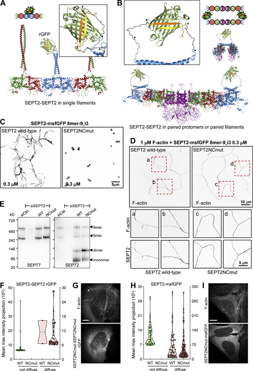 All septins on SFs organize as filaments. (A and B) Structure models of rGFP through direct SEPT2-SEPT2 interactions of two polymerizing septin protomers within a filament (A) or from SEPT2 in two apposed protomers (B). Only the end-to-end interacting halves of the protomers (hexamers or/and octamers) are shown in A for simplicity. SEPT6 and SEPT7 coiled-coils are not shown in B for simplicity. The transparency of the terminal SEPT2 subunits in B is used to suggest that the paired protomers could be found within a filament. β10 and β11 strands are shown in yellow and orange, respectively. Linker sequences between septins and the β-strands, delimited by arrowheads, are shown in dark gray. The colors of septin subunits in the structure models correspond to the ones in the color-coded sphere representation of hexamers and octamers. The second half of the octamer is not shown in the rotated filament pair in B for the sake of simplicity. (C) Representative spinning disk fluorescence images of septin filament assembly upon polymerization of octamers-9_i3 in solution at the indicated final protomer concentration. Protomers contained either wild-type SEPT2 (left panel) or SEPT2NCmut (right panel). Images use an inverted grayscale. (D) Representative spinning disk fluorescence images of reconstituted actin filaments, polymerizing in the presence of septin octamers in solution. Protomers contained either wild-type SEPT2 (left panel) or SEPT2NCmut (right panel). Actin filaments are visualized with AlexaFluor568-conjugated phalloidin, and septins with SEPT2-msfGFP. One example of large fields of view are shown for each condition, depicting cross-linking of actin filaments; only actin labeling is shown. Insets on the bottom show higher magnifications of selected regions of interest on the top (dashed squares in red). Two regions of interest (a and b for wild-type SEPT2 and c and d for SEPT2NCmut) are shown in each case, depicting both the actin (top row) and septin (bottom row) signals. Scale bars in all large fields of views, 10 μm. Scale bars in all insets, 5 μm. (E) Western blot following native PAGE of U2OS cell lysates probed with anti-SEPT7 (left) and anti-SEPT2 (right) antibodies upon treatment with siRNAs targeting LacZ (siCtrl), SEPT2 (siSEPT2), and targeting SEPT2 while expressing wild-type SEPT2-msfGFP (WT) or SEPT2NCmut-msfGFP (NCmut). Molecular weight markers are shown on the left. The overexpression of the msfGFP fusions leads to SEPT2 monomers and dimers in addition to hexamers and octamers (arrowheads). (F) Violin plots depicting the distribution of diffuse cytosolic (red datapoints) vs. non-diffuse (green datapoints) phenotypes as a function of the intensity of the rGFP signal in GFP1-9 cells co-expressing wild-type SEPT2-β10 and -β11 or SEPT2NCmut-β10 and -β11. Data points are from a total of 40 cells each for wild-type and mutant SEPT2 distributed among the two phenotypes. (G) Representative example of a GFP1-9 cell co-expressing SEPT2NCmut-β10 and -β11 and co-stained for F-actin (phalloidin) showing a diffuse cytosolic phenotype. Scale bar, 10 μm. (H) Violin plots depicting the distribution of diffuse cytosolic (red datapoints) vs. non-diffuse (green datapoints) phenotypes as a function of the intensity of the msfGFP signal in cells expressing wild-type SEPT2-msfGFP or SEPT2NCmut-msfGFP. Data points are from a total of 90 cells each for wild-type and mutant SEPT2 distributed among the two phenotypes. (I) Representative example of a cell expressing SEPT2NCmut-msfGFP and co-stained for F-actin (phalloidin) showing a diffuse cytosolic phenotype. Scale bar, 10 μm. Source data are available for this figure: SourceData F2. Refer to the image caption for details.