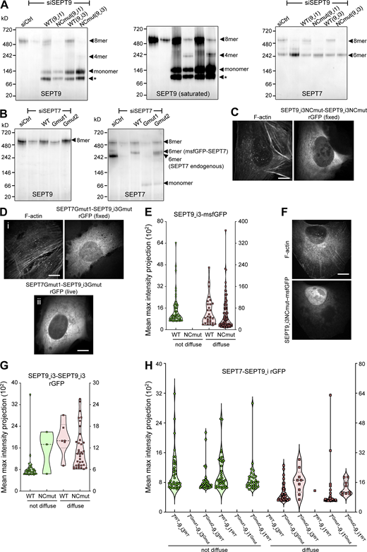 Intact SEPT9 NC and G interfaces are required for septin localization to SFs. (A) Western blot following native PAGE of U2OS cell lysates probed with anti-SEPT9 (left and middle) and anti-SEPT7 (right) antibodies upon treatment with siRNAs targeting LacZ (siCtrl), SEPT9 (siSEPT9), and targeting SEPT9 while expressing wild-type SEPT9-msfGFP (WT) or SEPT9NCmut-msfGFP (NCmut) for both SEPT9_i1 and SEPT9_i3. The SEPT9 blot is also shown saturated on purpose for displaying weaker bands. Arrowheads point to the sizes of the indicated complexes. The asterisks point to SEPT9 degradation. Molecular weight markers are shown on the left. (B) Western blot following native PAGE of U2OS cell lysates probed with anti-SEPT9 (left) and anti-SEPT7 (right) antibodies upon treatment with siRNAs targeting LacZ (siCtrl), SEPT7 (siSEPT7), and targeting SEPT7 while expressing wild-type msfGFP-SEPT7 (WT), msfGFP-SEPT7Gmut1 (Gmut1), or msfGFP-SEPT7Gmut2 (Gmut2). Arrowheads point to the sizes of the indicated complexes. Molecular weight markers are shown on the left. (C) Representative example of a GFP1-9 cell co-expressing SEPT9_i3NCmut-β10 and -β11, co-stained for F-actin (phalloidin), showing a diffuse cytosolic phenotype. Scale bar, 10 μm. (D) Representative examples of a fixed (i) and a live (ii) GFP1-9 cell co-expressing β11-SEPT7Gmut1 and SEPT9_i3Gmut-β10 showing a diffuse cytosolic phenotype. The fixed cell is co-stained for F-actin (phalloidin). Scale bar, 10 μm. (E) Violin plots depicting the distribution of diffuse cytosolic (red datapoints) vs. non-diffuse (green datapoints) phenotypes as a function of the intensity of the msfGFP signal in cells expressing wild-type SEPT9_i3-msfGFP or SEPT9_i3NCmut-msfGFP. Data points are from a total of 90 cells each for wild-type and mutant SEPT9 distributed among the two phenotypes. (F) Representative example of a cell expressing SEPT9_i3NCmut-msfGFP, co-stained for F-actin (phalloidin), showing a diffuse cytosolic phenotype. Scale bar, 10 μm. (G) Violin plots depicting the distribution of diffuse cytosolic (red datapoints) vs. non-diffuse (green datapoints) phenotypes as a function of the intensity of the rGFP signal in GFP1-9 cells co-expressing wild-type SEPT9_i3-β10 and -β11 or SEPT9_i3NCmut-β10 and -β11. Data points are from a total of 40 cells each for wild-type and mutant SEPT9 distributed among the two phenotypes. (H) Violin plots depicting the distribution of diffuse cytosolic (red datapoints) vs. non-diffuse (green datapoints) phenotypes as a function of the intensity of the rGFP signal in GFP1-9 cells co-expressing the indicated combinations of β11-SEPT7 and SEPT9-β10 fusions. Data points are from a total of 40 cells each for each combination, distributed among the two phenotypes. Source data are available for this figure: SourceData F4. Refer to the image caption for details.