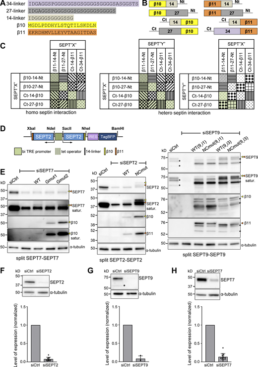 Design of the tripartite split-GFP complementation assay for probing septin organization. (A) Sequences of the β10- and β11-tags used for all split assays and of the linker sequences tested in screening experiments (B and C); 14-residue linkers were used throughout this study. (B) Schematic of N- and C-terminal β10- and β11-tag septin fusions tested in screening experiments (C) using short or long linkers (A). (C) Schematic of β10- and β11-septin fusion combinations for screening tripartite split GFP complementation. Combinations with the same pattern were considered to be equivalent (for example, SEPT2-14-β10/β11-14-SEPT2 and SEPT2-14-β11/β10-14-SEPT2). The combinations in green are the ones tested experimentally. (D) Schematic of the pTRIP TRE Bi vector bearing a bidirectional tetracycline response element (TRE) promoter for the doxycycline-inducible co-expression of β10- and β11-tagged septins. An IRES-TagBFP cassette was used for monitoring septin expression. Restriction sites used for subcloning are indicated (see methods for details). (E) Left: Western blots of U2OS-Tet-On-GFP1-9 cell line lysates probed with anti-SEPT7, anti-β10 and anti-α-tubulin antibodies upon treatment with siRNAs targeting LacZ (siCtrl), SEPT7 (siSEPT7), and targeting SEPT7 while co-expressing wild-type β10- and β11-SEPT7 (WT), β10- and β11-SEPT7Gmut1 (Gmut1), and β10- and β11-SEPT7Gmut2 (Gmut2). Yellow and orange arrowheads point to bands correspond to β10- and β11-fusions. The SEPT7 and β10 blots are also shown saturated on purpose for displaying weaker bands. Molecular weight markers are shown on the left. Middle: Western blots of U2OS-Tet-On-GFP1-9 cell line lysates probed with anti-SEPT2, anti-β10, anti-β11, and anti-α-tubulin antibodies upon treatment with siRNAs targeting LacZ (siCtrl), SEPT2 (siSEPT2), and targeting SEPT2 while co-expressing wild-type SEPT2-β10 and -β11 (WT) or SEPT2NCmut-β10 and -β11 (NCmut). Yellow and orange arrowheads point to bands correspond to β10- and β11-fusions. The SEPT2 blot is also shown saturated on purpose for displaying weaker bands. Right: Western blots of U2OS-Tet-On-GFP1-9 cell line lysates probed with anti-SEPT9, anti-β10, anti-β11, and anti-α-tubulin antibodies upon treatment with siRNAs targeting LacZ (siCtrl), SEPT9 (siSEPT9), and targeting SEPT9 while co-expressing wild-type SEPT9-β10 and -β11 (WT) or SEPT9NCmut-β10 and -β11 (NCmut) for both SEPT9_i1 and SEPT9_i3. Yellow and orange arrowheads point to bands correspond to β10- and β11-fusions. The SEPT9 blot is also shown saturated on purpose for displaying weaker bands. Asterisks point to SEPT9 degradation products. (F) Western blot of U2OS cell lysates probed with anti-SEPT2 and anti-α-tubulin antibodies upon treatment with siRNAs targeting LacZ (siCtrl) or SEPT2 (siSEPT2). Molecular weight markers are shown on the left. Bottom, respective quantification of SEPT2 protein levels (mean + SD). Mean values (normalized to 1 for siCtrl) are from three independent siCtrl and nine independent siSEPT2 treatments. SEPT2 was knocked down on average by 92%. (G) Same as F for SEPT9. The asterisk points to a SEPT9 degradation product. Mean values (normalized to 1 for siCtrl) are from three independent siCtrl and three independent siSEPT9 treatments. SEPT9 was knocked down on average by 92%. (H) Same as F for SEPT7. Mean values (normalized to 1 for siCtrl) are from 3 independent siCtrl and 12 independent siSEPT7 treatments. SEPT7 was knocked down on average by 86%. Source data are available for this figure: SourceData FS2. Refer to the image caption for details.