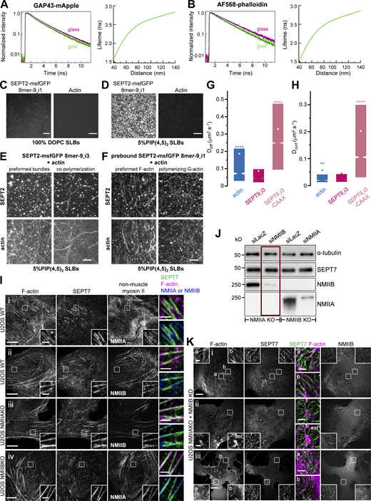 Septin filaments are closely apposed to the plasma membrane, are immobilized on actin stress fibers, and can mediate actin-membrane anchoring in the absence of myosin-II. (A and B) depict representative examples of lifetime decay traces for GAP43-mApple (A, left) and AF568-phalloidin (F-actin; B, left) on glass and in the presence of gold. The solid lines represent the numerical fits, showing the lifetime reduction due to the MIET process. The respective calculated lifetime-distance dependences, used to calculate the distances of the fluorophores from the coverslip (Fig. 10 E) are shown in the respective right panels. Related to Fig. 10, B–E. (C and D) TIRF images of SEPT2-msfGFP 8mer-9_i1 alone (left) or F-actin alone (right) on top of a supported lipid bilayer (SLB) composed of 100% DOPC (C) or 5% PI(4,5)P2 and 95% DOPC (D). Scale bar, 5 μm. Related to Fig. 10 F. (E) TIRF images of SEPT2-msfGFP 8mer-9_i3 and F-actin, either co-polymerized on top of an SLB, or co-polymerized in solution to form preformed bundles that were then flushed onto the supported lipid bilayer. The supported lipid bilayer was composed of 5% of PI(4,5)P2, a septin-interacting lipid, and 95% DOPC. Scale bar, 5 μm. Related to Fig. 10 F. (F) TIRF images of SEPT2-msfGFP 8mer-9_i1 prepolymerized on top of a supported lipid bilayer (SLB), with actin added in a second step to the membrane-bound septin filaments, either as prepolymerized actin filaments or as G-actin. The supported lipid bilayer was composed of 5% PI(4,5)P2 and 95% DOPC. Scale bar, 5 μm. Related to Fig. 10 F. (G and H) Box plots displaying the median (notch) and mean (square) ± percentile (25–75%) of diffusion coefficients corresponding to the free diffusion (Ddiff) (G) and confined diffusion (Dconf) (H) trajectories outside FAs from sptPALM. Related to Fig. 10, G–K. Statistical significance was obtained using two-tailed, non-parametric Mann–Whitney rank sum test. The different conditions were compared to the SEPT9_i3-mEos3.2 condition. The resulting P values are indicated as follows: ** P < 0.01; **** P < 0.0001. (I) Representative confocal micrographs of U2OS cells co-stained for F-actin (phalloidin), SEPT7 and non-muscle myosin heavy chain isoforms IIA (NMIIA) or IIB (NMIIB). Wild-type U2OS cells were co-stained for either NMIIA (i) or NMIIB (ii). NMIIA KO U2OS cells were co-stained for NMIIB (iii). NMIIB KO U2OS cells were co-stained for NMIIA (iv). (J) Western blot of NMIIA KO and NMIIB KO U2OS cell lysates probed with anti-α-tubulin, anti-SEPT7, anti-NMIIA and anti-NMIIB antibodies. NMIIA KO cells were treated either with LacZ or NMIIB siRNA. NMIIB KO cells were treated either with LacZ or NMIIA siRNA. Molecular weight markers are shown on the left. The condition shown with the red rectangle corresponds to the images shown in K. (K) Representative confocal micrographs of NMIIA KO U2OS cells (i–iii) treated with NMIIB siRNA and co-stained for F-actin (phalloidin), SEPT7 and NMIIB. Scale bars in large fields of views, 10 μm. Scale bars in insets, 2 μm. Source data are available for this figure: SourceData FS5. Refer to the image caption for details.