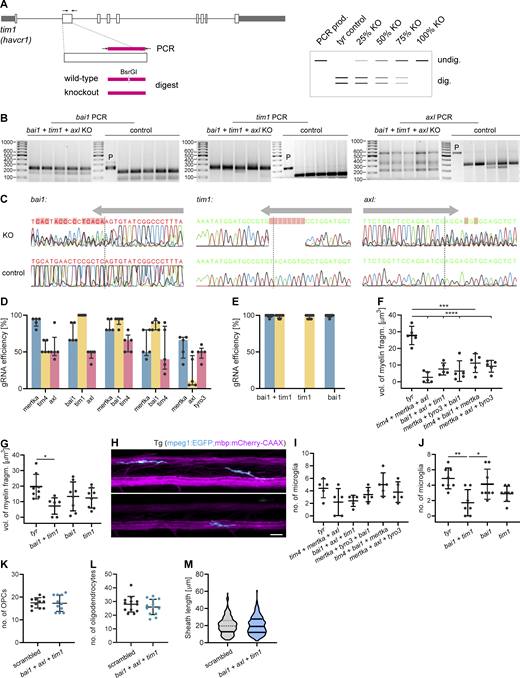 Details of the CRISPR/Cas9 F0 mutant screen for PS receptors in zebrafish. (A) Workflow of F0 mutant genotyping. Target regions were amplified from genomic DNA. Gene knockout in F0 mutants differed from controls by loss of a unique restriction site. gRNA efficiency was estimated from the ratio of undigested to digested bands on the agarose gel. (B) Agarose gels show genotyping results of bai1, tim1, and axl in the bai1+tim1+axl mutants and tyr controls. P, PCR product. (C) Sanger sequencing of bai1, tim1, and axl target sites in mutant and control animals, showing frameshift mutations in the mutants (KO). Arrows indicate gRNA position. Dashed lines mark Cas9 cleavage sites. (D) gRNA efficiencies in the triple F0 mutant screen (n = 5 larvae). (E) gRNA efficiencies in the double and single F0 mutant screen (n = 8 larvae). (F and G) Average volume of myelin fragments within individual microglia in triple F0 mutants (F), and double and single mutants of bai1 and tim1 (G). n = 5 larvae in F, n = 7 larvae in bai1+tim1, n = 8 larvae for tyr, bai1, and tim1 in G. One-way ANOVA with post-hoc Tukey’s test: tyr vs. tim4+bai1+mertka: P = 0.0002, tyr vs. tim4+mertka + axl, tyr vs. bai1+axl + tim1, tyr vs. mertka + tyro3+bai1 and tyr vs. mertka + axl + tyro3: P < 0.0001, tyr vs. bai1+tim1: P = 0.0160, all other comparisons in F and G were non-significant. (H−J) Microglia in the spinal cord of control and F0 mutant zebrafish larvae in the PS receptor KO screen. Example images (H) and quantification of the number of microglia in triple mutants (I) and double and single mutants of bai1 and tim1 (J). n = 5 larvae in I, n = 7 larvae for bai1+tim1, n = 8 larvae for tyr, bai1, and tim1 in J. One-way ANOVA with post-hoc Tukey’s test: tyr vs. bai1+tim1: P = 0.0026, bai1+tim1 vs. tim1: P = 0.0262, all other comparisons in I and J were non-significant. (K−M) Quantifications of number of OPCs in Tg (olig1:memEYFP) (K; n = 11 larvae), number of oligodendrocytes (L; n = 13 larvae), and sheath lengths in Tg (mbp:EGFP-CAAX) (60–65 individual myelin sheaths from n = 3 fish; M) in the dorsal spinal cord of 10 dpf control larvae injected with a three scrambled gRNAs and bai1;axl;tim1 F0 larvae. Two-sided Student’s t test: P = 0.8874 (K), P = 0.3769 (L), P = 0.8051 (M). Data represent means ± SD. *, P < 0.05, **, P < 0.01, ***, P < 0.001, ****, P < 0.0001. Scale bar: 20 µm (H). Source data are available for this figure: SourceData FS4.