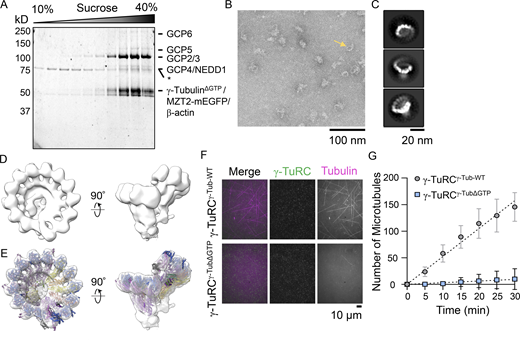 Recombinant γ-TuRCγ-TubΔGTPassembles into a 14-spoke assembly and cannot nucleate microtubules. (A) SDS-PAGE analysis (Coomasie) of γ-TuRCγ-TubΔGTP after sucrose gradient centrifugation and fractionation. The percentage (W/V) of sucrose is indicated at the top. Asterisk (*) indicates a 70-kD contaminant with a sedimentation peak at a lower sucrose percentage than the γ-TuRCγ-TubΔGTP components. (B) Transmission EM micrograph of negatively stained γ-TuRCγ-TubΔGTP. Scale bar = 100 nm. (C) 2D averages showing three orientations of γ-TuRCγ-TubΔGTP particles. Scale bar = 20 nm. (D) Two views of a 3D reconstruction of γ-TuRCγ-TubΔGTP. (E) Rigid body fit of the native human γ-TuRC model in the γ-TuRCγ-TubΔGTP density map (Protein Data Bank accession nos. 6V6S, 6X0U, and 6X0V). (F) Images of nucleation assays in the presence of γ-TuRCγ-Tub-WT (top) or γ-TuRCγ-TubΔGTP (bottom). Two-color overlay of tubulin (magenta) and γ-TuRCγ-TubΔGTP (green), and single-channel images are shown. Scale bar = 10 μm. (G) Quantification of the number of microtubules at the indicated time points per field of view for γ-TuRCγ-Tub-WT or γ-TuRCγ-TubΔGTP microtubule nucleation assays. Mean (symbols) and error (SD) are shown. Data were fitted using linear regression (dashed lines). n = 4 total replicates from N = 2 independent experiments. Source data are available for this figure: SourceData F2. Refer to the image caption for details.