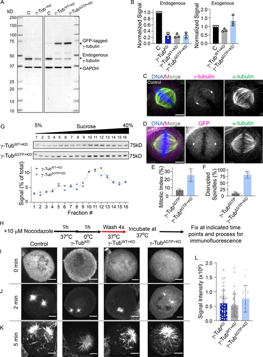 Characterization of γ-tubulin cell lines and microtubule regrowth assay in fixed cells. (A) Western blot analysis of cell lysates. Uncropped blots are shown. Bands corresponding to the expected molecular weights of GFP-tagged γ-tubulin, endogenous γ-tubulin, and GAPDH are indicated, along with the corresponding molecular weight standard. (B) Quantification of endogenously and exogenously expressed γ-tubulin levels in these cell lines determined by Western blotting, relative to loading control (GAPDH). The signal relative to the control is plotted. Mean and error (SD) are shown. N = 3 independent experiments. (C and D) Images of fixed, untransfected control (C) and γ-tubulinΔGTP (D) cells. Single-channel images (maximum-intensity projections) and overlays show (C) γ-tubulin (immunofluorescence, magenta) or (D) GFP (fluorescent signal; magenta), α-tubulin (green), and DNA (blue). (E) Quantification of the mean mitotic index in γ-tubulinΔGTP and γ-tubulinΔGTP+KD cells (values from Fig. 3 A are shown for comparison). n = >2,000 cells counted per condition from N = 3 independent experiments. (F) Mean percentage of mitotic cells that display disrupted spindles in γ-tubulinΔGTP and γ-tubulinΔGTP+KD cells (values from Fig. 3 B are shown for comparison). n = >200 cells counted per condition from N = 3 independent experiments. (G) Analysis of whole-cell lysates from γ-tubulinWT+KD and γ-tubulinΔGTP+KD cell lines using sucrose gradient centrifugation. Western blot of γ-tubulin (top) and quantification of the percentage of γ-tubulin antibody signal within each sucrose gradient fraction (bottom) are shown. (H) Schematic of fixed cell microtubule regrowth assay. Cells were fixed at the indicated time points and processed for immunofluorescence. (I–K) Images of fixed mitotic cells at 0 (I), 2 (J), and 5 (K) min after nocodazole washout. Single-channel images (maximum-intensity projections) of α-tubulin are shown. (L) Quantification of the mean microtubules fluorescent signal at 2 min after nocodazole washout in the indicated cell lines. n = >30 cells per condition from N = 3 independent experiments. Scale bars = 5 µm. Error bars = SD (B, E, F, L). Source data are available for this figure: SourceData FS2. Refer to the image caption for details.