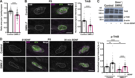 Figure S1. Refer to the image caption for details.