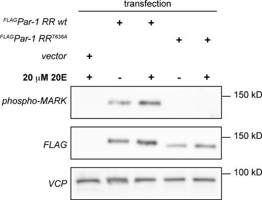 Related toFig. 1. Increased Par-1 levels and active site phosphorylation in response to ecdysone. S2R+ cells transfected with an empty control plasmid or expression plasmids for FLAG-tagged wild type Par-1 or the non-phosphorylatable mutant Par-1 T636A were treated with 20-hydroxy-ecdysone (20E) for 3 h, lysed and analyzed by Western blot with antibodies against the phosphorylated Par-1 activation loop (phospho-MARK), FLAG or VCP as a loading control (lower blot). Running positions of molecular weight markers are indicated on the right. Source data are available for this figure: SourceData FS1. Refer to the image caption for details.