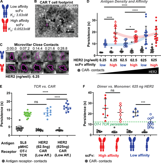 Conventional CAR interactions of high affinity or high antigen density result in hyper-stabilization of underlying microvillar protrusion, which can be reduced using monomeric CAR. (A) Experiments were performed comparing CARs with an HA scFv against HER2-based off trastuzumab (4D5, KD = 0.0523 nM, red) and a lower affinity scFv made by substitution of three amino acids (see Table S1, mut4D5, KD = 3.63 nM, blue). (B) Bilayers were loaded with fluorescent quantum dots (QD605) with a height of 16 nm. Locations where the cell makes close contact with the bilayer (<16 nm) are visualized as holes in QD605 signal due to their size-based exclusion. QD605 signal is shown for an LA CAR T cell interacting with a lipid bilayer loaded with 6.25 ng HER2. Outlined contact is shown in C. Scale bar = 3 μm. (C) QD605 signal across 5 time points are shown for the same field of view, each on low HER2 bilayers (6.25 ng/well). Top: Microvillus from LA CAR T cell moves out of view. Bottom: Microvillus from HA CAR T cell remains across time points. Scale bars = 1 μm. (D) CAR-occupied close contact persistence times (blue, red) and CAR-negative close contact persistence times (gray) are shown for varying antigen densities and affinities. All CAR:HER2 interactions tested result in CAR-occupied MV contact stabilization above background CAR-negative contacts (gray). Persistence time is further increased in interactions of HA CAR (red), even at lowest HER2 densities on the bilayer. For LA CAR (blue), only high levels of HER2 yield similar persistence times to high-affinity CAR. Data is shown for at least 11 cells per condition across four experiments (n = 13, 13, 11, 15, 17, 15 cells per group from left to right, respectively). (E) LA CAR was retrovirally expressed in primary mouse OT-I T cells. Receptor-occupied MV persistence times are shown for OT-I:SL8 (green), LA CAR:Low HER2 (light blue), and LA CAR:High HER2 (dark blue) interactions. All cognate interactions are stabilized above background receptor-negative contacts (gray). CAR:High HER2 persistence is hyper-stable relative to TCR:pMHC stabilization. Data is shown for at least 10 cells per condition across three experiments (n = 16, 10, 10 cells per group from left to right, respectively). (F) Dimers (filled dots) and monomers (open dots) are compared on high HER2 bilayers (625 ng/well). Only monomeric LA CAR regains natural persistence time of TCR:pMHC contacts (green dashed line). All receptor-occupied contacts are stabilized above non-cognate antigen interactions (gray). Data is shown for at least 5 cells per condition across three experiments (n = 7, 7, 5, 13 cells per group from left to right, respectively). (D–F) Error bars represent SD and analyses shown are Šídák’s multiple comparisons tests. Refer to the image caption for details.