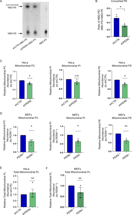 PERK regulates mitochondrial lipid homeostasis at the EMCS. (A) Representative thin-layer chromatography (TLC) image for converted NBD-PE and NBD-PS in shCTR and shPERK cells. Arrows indicate NBD-PS and converted NBD-PE heights. (B) Quantification of converted NBD-PE normalized on total NBD-PS + NBD-PE in shCTR and shPERK cells. The values plotted are the mean ± SEM from three biological replicates analyzed using unpaired Student’s t test. (C) Abundance of PC, PI, PE from purified mitochondrial fractions of shCTR and shPERK HeLa cells, relative to control condition (shCTR). The values plotted are the mean ± SEM from 4 biological replicates analyzed using one sample t test. (D) Abundance of PC, PI, PE from purified mitochondrial fractions of PERK+/+ and PERK−/− MEF cells, relative to control condition (PERK+/+). The values plotted are the mean ± SEM from four biological replicates analyzed using one sample t test. (E) Abundance of total mitochondrial phospholipids from purified mitochondrial fractions of shCTR and shPERK HeLa cells, relative to control condition (shCTR). The values plotted are the mean ± SEM from four biological replicates analyzed using one sample t test. (F) Abundance of total mitochondrial phospholipids from purified mitochondrial fractions of PERK+/+ and PERK−/− MEF cells, relative to control condition (PERK+/+). The values plotted are the mean ± SEM from four biological replicates analyzed using one sample t test. *, P < 0.05; **, P < 0.01; and NS = not significant. Source data are available for this figure: SourceData F2. Refer to the image caption for details.