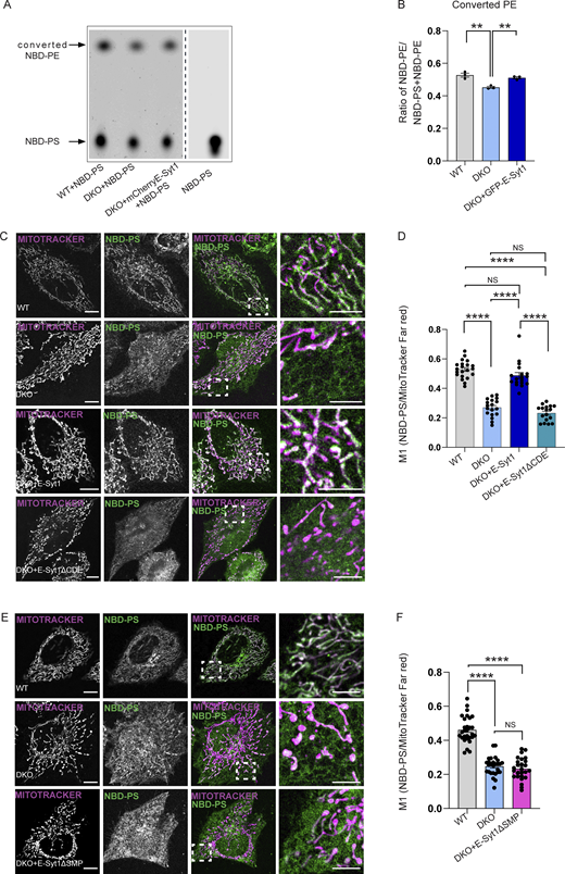 The PERK-E-Syt1 complex transfers phospholipids at the EMCS. (A) Representative TLC image for converted NBD-PE and NBD-PS in WT, DKO and DKO cell transiently transfected with mCherry-E-Syt1 full length. Arrows indicate NBD-PS and converted NBD-PE heights. (B) Quantification of converted NBD-PE normalized on total NBD-PS + NBD-PE in WT, DKO and DKO + mCherry-E-Syt1 full length cells. The values plotted are the mean ± SEM from three biological replicates analyzed using one-way ANOVA, with Tukey’s test for multiple comparisons. (C) Representative images of NBD-PS co-stained with MitoTracker Far Red in WT, DKO HeLa cells, and DKO HeLa cells transiently transfected with mCherry-E-Syt1 full length or mCherry-E-Syt1- ΔCDE. Scale bar in overview image is 10 µm, and scale bar in magnification is 5 µm. (D) Colocalization analysis of NBD-PS and MitoTracker Far Red in WT, DKO, DKO + mCherry-E-Syt1 full length (FL), or DKO + mCherry-E-Syt1-ΔCDE HeLa cells (Manders M1 coefficient). The values plotted are the mean ± SEM from three biological replicates (n = 21, n = 18, n = 18, and n = 17 for WT, DKO, DKO + mCherry-E-Syt1 FL, or DKO + mCherry-E-Syt1-ΔCDE, respectively) analyzed using one-way ANOVA, with Tukey’s test for multiple comparisons. (E) Representative images of NBD-PS co-stained with MitoTracker Far Red in WT, DKO HeLa cells and DKO HeLa cells transiently transfected with mCherry-E-Syt1- ΔSMP. Scale bar in overview image is 10 µm, and scale bar in magnification is 5 µm. (F) Colocalization analysis of NBD-PS and MitoTracker Far Red in WT, DKO, or DKO + mCherry-E-Syt1-ΔSMP HeLa cells (Manders M1 coefficient). The values plotted are the mean ± SEM from three biological replicates (n = 29, n = 27, and n = 26 for WT, DKO, and DKO + mCherry-E-Syt1-ΔSMP respectively) analyzed using one-way ANOVA, with Tukey’s test for multiple comparisons. **, P < 0.01; ****, P < 0.0001; and NS = not significant. Source data are available for this figure: SourceData F5. Refer to the image caption for details.