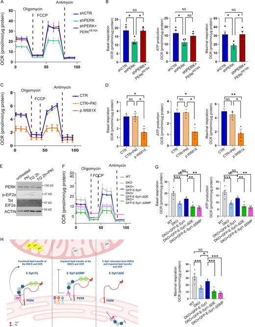 The PERK-E-Syt1 axis maintains mitochondrial respiration. (A and B) OCR of shCTR, shPERK, and shPERK + PERKK618A HeLa cells in galactose media (A); quantification of basal respiration, ATP production and maximal respiration (B). The values plotted are the mean ± SEM from four biological replicates using one-way ANOVA, with Tukey’s test for multiple comparisons. (C and D) OCR of CTR and p.W681X PERK mutant human fibroblasts in galactose media in untreated conditions and after 2 h pre-treatment with PERK inhibitor (PKI) GSK2606414 1 µM (C); quantification of basal respiration, ATP production and maximal respiration (D). The values plotted are the mean ± SEM from three biological replicates using one-way ANOVA, with Tukey’s test for multiple comparisons. (E) Representative immunoblot for PERK and PERK substrate eIf2α (p-eIF2α and total (Tot) EIF2α) in CTR human fibroblasts, respectively in untreated conditions, treated with PERK inhibitor (PKI) GSK2606414 1 µM, ER-stress inducer Thapsigargin (TG) 2 µM for 2 h and TG 2 h + PKI. ACTIN serves as loading control. (F and G) OCR of WT HeLa cells electroporated with eGFP, DKO HeLa cells electroporated with eGFP, eGFP-E-Syt1, eGFP-E-Syt1-ΔDE, or eGFP-E-Syt1-ΔSMP in galactose media (E); quantification of basal respiration, ATP production, and maximal respiration (F). The values plotted are the mean ± SEM from five biological replicates using one-way ANOVA, with Tukey’s test for multiple comparisons. (H) Schematic representation of the effects of E-Syt1 full length (FL), E-Syt1-ΔSMP, and E-Syt1-ΔDE on mitochondrial metabolism at the EMCS. *, P < 0.05; **, P < 0.01; ***,P < 0.001; and NS = not significant. Source data are available for this figure: SourceData F6. Refer to the image caption for details.