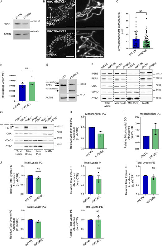 PERK regulates mitochondrial phospholipid abundance. (A) Representative immunoblot for PERK in shCTR and shPERK HeLa cells. ACTIN serves as loading control. (B and C) Representative images (B) from MitoTracker Far Red staining in shCTR and shPERK HeLa cells; index of mitochondrial fragmentation (C). The values plotted are the mean ± SEM from three biological replicates (n = 52 and n = 72 for shCTR and shPERK respectively) analyzed using unpaired Student’s t test. Scale bar in overview image is 10 µm, and scale bar in magnification is 5 µm. (D) Mitotracker Green geometrical mean intensity (MFI) in shCTR and shPERK cells. The values plotted are the mean ± SEM from three biological replicates analyzed using unpaired Student’s t test. (E) Representative immunoblot for PERK in CTR and p.W681X PERK mutant human fibroblasts. ACTIN serves as loading control. Arrows indicate truncated PERK and a non-specific band. (F) Representative immunoblot for IP3R3, PERK, CNX, VDAC1, and CYTC from total lysates, mito crude, mito pure, and MAM fractions of shCTR and shPERK HeLa cells. (G) Representative immunoblot for PERK, CNX, VDAC1, and CYTC from total lysates, mito crude, mito pure, and MAM fractions of PERK+/+ and PERK−/− MEFs cells. Arrow indicates a non-specific band. (H) Abundance of PG from purified mitochondrial fractions of shCTR and shPERK HeLa cells, relative to control condition (shCTR). The values plotted are the mean ± SEM from two biological replicates. (I) Abundance of DG from purified mitochondrial fractions of shCTR and shPERK HeLa cells, relative to control condition (shCTR). The values plotted are the mean ± SEM from two biological replicates. (J) Abundance of PC, PI, PE, PG, PS from total cell lysates of shCTR and shPERK HeLa cells, relative to control condition (shCTR). The values plotted are the mean ± SEM from three biological replicates analyzed using one sample t test. NS = not significant. Source data are available for this figure: SourceData FS1. Refer to the image caption for details.