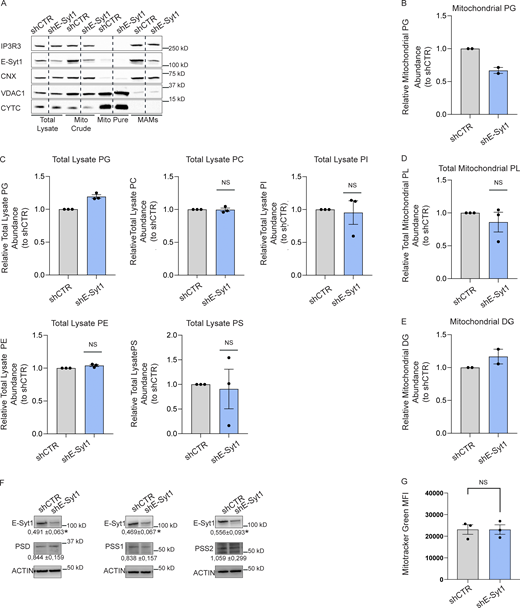 E-Syt1 is found at the EMCS and regulates mitochondrial phospholipid abundance. (A) Representative immunoblot for IP3R3, E-Syt1, CNX, VDAC1, and CYTC from total lysates, mito crude, mito pure, and MAM fractions of shCTR and shE-Syt1 HeLa cells. (B) Abundance of PG from purified mitochondrial fractions of shCTR and shE-Syt1 HeLa cells, relative to control condition (shCTR). The values plotted are the mean ± SEM from two biological replicates. (C) Abundance of PG, PC, PI, PE, PS from total cell lysates of shCTR and shE-Syt1 HeLa cells, relative to control condition (shCTR). The values plotted are the mean ± SEM from three biological replicates analyzed using one sample t test. (D) Abundance of total mitochondrial phospholipids from purified mitochondrial fractions of shCTR and shE-Syt1 cells, relative to control condition (shCTR). The values plotted are the mean ± SEM from three biological replicates analyzed using one sample t test. (E) Abundance of DG from purified mitochondrial fractions of shCTR and shE-Syt1 HeLa cells, relative to control condition (shCTR). The values plotted are the mean ± SEM from two biological replicates. (F) Representative immunoblot for E-Syt1, PSD, PSS1, PSS2 in shCTR and shE-Syt1 HeLa cells and relative quantifications of PSD, PSS1, PSS2, and E-Syt1, normalized on ACTIN (loading control) and relative to control condition (shCTR). The values shown are the mean ± SEM from three biological replicates analyzed using one sample t test. (G) Mitotracker Green geometrical mean intensity (MFI) in shCTR and shE-Syt1 cells. The values plotted are the mean ± SEM from three biological replicates analyzed using unpaired Student’s t test. NS = not significant. Source data are available for this figure: SourceData FS3.