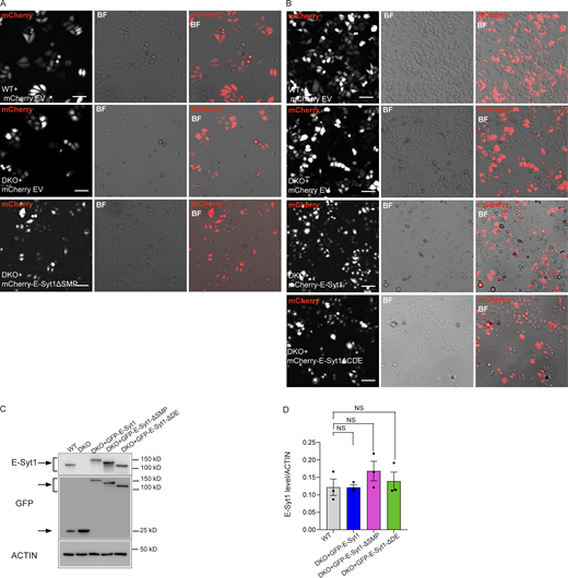 PERK boosts the OCR independently of its ER stress activity but through E-Syt1 interaction. (A) Representative images showing the transfection efficiency (shown as merge of mCherry and BF channel) in WT and DKO HeLa cells transfected with mCherry empty vector (EV), DKO with mCherry-E-Syt1- ΔSMP and used in Fig. 5, E and F. Scale bar, 100 µm. (B) Representative images showing the transfection efficiency (shown as merge of mCherry and BF channel) in WT and DKO HeLa cells transfected with mCherry empty vector (EV), DKO with mCherry-E-Syt1, or mCherry-E-Syt1- ΔCDE and used in Fig. 5, C and D. Scale bar, 100 µm. (C) Representative immunoblot for E-Syt1 and GFP in WT HeLa cells electroporated with eGFP and DKO HeLa cells electroporated with eGFP, eGFP-E-Syt1, eGFP-E-Syt1-ΔSMP, eGFP-E-Syt1-ΔDE and used in Fig. 6, F and G. Arrows indicate GFP signals for eGFP-empty vector and eGFP-E-Syt1 mutants transfected and E-Syt1 signals for E-Syt1 endogenous and eGFP-E-Syt1 mutants transfected. (D) Quantification of E-Syt1 expression levels normalized on ACTIN (loading control) in WT, DKO + GFP-E-Syt1 full length, DKO + GFP-E-Syt1-ΔSMP, and DKO + GFP-E-Syt1-ΔDE HeLa cells. The values plotted are the mean ± SEM from three biological replicates analyzed using one-way ANOVA, with Tukey’s test for multiple comparisons. NS = not significant. Source data are available for this figure: SourceData FS5.