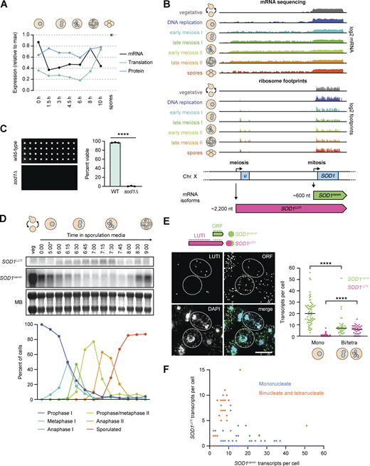 An alternative transcript isoform is expressed from the SOD1 locus during meiosis. (A) Matched relative expression of SOD1 mRNA, translation, and protein (Cheng et al., 2018). All values are normalized to max expression (spores). (B) mRNA-sequencing (top) and ribosome profiling (bottom) reads mapping to the SOD1 locus of the S. cerevisiae genome (on Chr. X) in vegetative growth and throughout a meiotic time course (Brar et al., 2012). During the meiotic divisions, ribosome footprints show translation of a uORF of 293 nucleotides. (C) Viability of spores derived from wild-type control and homozygous sod1∆ cells dissected on rich media (YEP + 2% dextrose) and incubated at 30°C for 48 h. Each column represents four spore colonies from the same tetrad, and quantification represents the average viability of 20 tetrads (n = 80 spores) of each genotype (biological triplicate). Error bars indicate standard deviation and data were analyzed by Welch’s t test (****, two-tailed P < 0.0001). (D) Northern blot probing for SOD1 mRNA (top) throughout an Ndt80-synchronized meiotic time course (MB = methylene blue, *pGAL-NDT80 release at 5 h) and matched tubulin immunofluorescence (bottom; at least 100 cells counted per time point). (E) Single molecule RNA fluorescence in situ hybridization (smRNA-FISH) probing for SOD1 mRNAs using two sets of probes (scale bar = 5 µm). Quantification of smRNA-FISH data in mononucleate (Mono) vs. binucleate/tetranucleate (Bi/tetra) cells shows a significant drop in SOD1canon. levels (Mann–Whitney U = 340, two-tailed P < 0.0001) and a significant increase in SOD1LUTI levels (Mann–Whitney U = 275.5, two-tailed P < 0.0001; mononucleate n = 66, binucleate/tetranucleate n = 34). (F) smRNA-FISH quantification of SOD1canon. (X axis) vs. SOD1LUTI (Y axis) transcripts per cell. For quantification in E and F, SOD1LUTI transcripts were defined as colocalized foci of “LUTI” and “ORF” probe sets (“LUTI”-only foci, representing ∼30% of LUTI probe signal, were excluded from analysis). Source data are available for this figure: SourceData F1. Refer to the image caption for details.