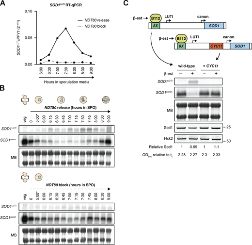 SOD1LUTIexpression depends on the meiotic program and is sufficient to downregulate canonical SOD1 mRNA. (A) RT-qPCR analysis of SOD1LUTI in the presence or absence of NDT80 expression (pGAL-NDT80 release at 5 h; one replicate of the data shown in Fig. S1 B). (B) Northern blots probing for SOD1LUTI and SOD1canon. in the presence or absence of NDT80 (MB = methylene blue; *pGAL-NDT80 release at 5 h). (C) Northern blot and SDS-PAGE immunoblot probing for SOD1 mRNA and Sod1 protein upon mitotic overexpression of SOD1LUTI via an inducible lexA/lexO system. To disrupt the LUTI, a transcriptional terminator (CYC1t) was inserted between the TSSs. Samples shown were harvested 2 h post-treatment with either vehicle control (100% ethanol) or 30 nM β-estradiol. Immunoblot quantification was performed by normalizing to Hexokinase (Hxk2) expression and “Relative Sod1” refers to expression of Sod1 in the treated vs. untreated sample for each genotype. Source data are available for this figure: SourceData F2. Refer to the image caption for details.