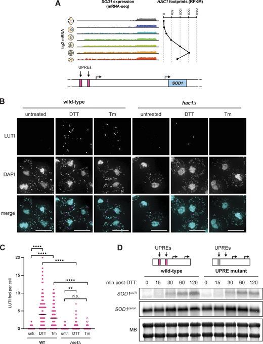The UPRERdrives SOD1LUTIexpression. (A) mRNA-seq reads mapping to the SOD1 locus during meiosis (Brar et al., 2012) next to matched HAC1 translation data (ribosome footprints). (B) smRNA-FISH using the SOD1LUTI-specific probe set in wild-type and hac1∆ vegetative cells fixed 1 h after treatment with 5 mM DTT or 2 µg/ml Tm (scale bars = 5 µm). (C) Quantification of smRNA-FISH LUTI foci from experiment shown in 3B. For wild-type cells, significant increases in LUTI foci were observed with both DTT (Mann–Whitney U = 695.5, ****, two-tailed P < 0.0001) and Tm (Mann–Whitney U = 599.5, ****, two-tailed P < 0.0001). For hac1∆ cells, DTT still resulted in a significant increase in LUTI foci (Mann–Whitney U = 1,493, **, two-tailed P = 0.0038), but Tm did not (Mann–Whitney U = 972, not significant, two-tailed P = 0.5042). The differences between wild-type and hac1∆ cells treated with DTT (Mann–Whitney U = 1,117, ****, two-tailed P < 0.0001) and Tm (Mann–Whitney U = 354.4, ****, two-tailed P <0.0001) were also significant. Cell counts: WT untr. n = 74, WT DTT n = 86, WT Tm n = 56, hac1∆ untr. n = 52, hac1∆ DTT n = 77, hac1∆ Tm n = 40. (D) Northern blot probing for SOD1 mRNAs in wild-type and UPRE mutant vegetative exponential cultures 0–120 min after 5 mM DTT treatment. Source data are available for this figure: SourceData F3. Refer to the image caption for details.