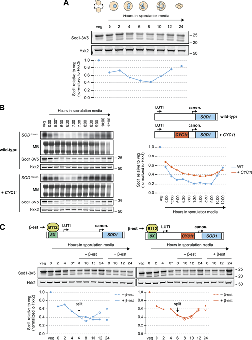 SOD1LUTIexpression and abatement modulate Sod1 levels. (A) SDS-PAGE and immunoblotting for Sod1 throughout a meiotic time course (quantification shown below). (B) Northern blots and SDS-PAGE immunoblots surveying SOD1 mRNA and Sod1 protein levels in Ndt80-synchronized cells with or without LUTI expression (MB = methylene blue, *pGAL-NDT80 release at 5 h). To disrupt the LUTI, a transcriptional terminator (CYC1t) was inserted between the TSSs. Immunoblot quantification (right) represents one replicate of the data in Fig. S2 B. (C) Sod1 protein levels in the presence or absence of LUTI overexpression mid-meiosis. To overexpress the LUTI, meiotic cultures of lexA/lexO strains (also used in Fig. 2 B) were split after 6 h in sporulation media and treated with either ethanol (vehicle control) or 30 nM β-estradiol (quantification shown below). Immunoblot quantification represents one replicate of the data in Fig. S2 D. Source data are available for this figure: SourceData F4.