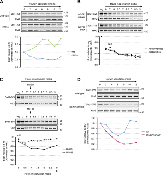 Sod1 loss is proteasome dependent. (A) SDS-PAGE and immunoblotting for Sod1 in wild-type and ime1∆ cells throughout a meiotic time course (quantification shown below). Immunoblot quantification represents one replicate of the data in Fig. S3 A. (B) SDS-PAGE and immunoblotting for Sod1 in the presence or absence of NDT80 expression (*pGAL-NDT80 release at 5 h; quantification shown below). Immunoblots represent one replicate of the data in Fig. S3 B. (C) SDS-PAGE and immunoblotting for Sod1 in the presence or absence of the proteasome inhibitor MG132 (*pGAL-NDT80 release at 5 h; quantification shown below). Cultures were split after 6 h in sporulation media and treated with either DMSO (vehicle control) or 100 μM MG132. A replicate experiment with a strain not expressing pGAL-NDT80 can be found in Fig. S3 D. (D) SDS-PAGE and immunoblotting for Sod1 in wild-type and pCLB2-CDC20 cells (quantification shown below). Immunoblot quantification represents one replicate of the data in Fig. S3 F. Source data are available for this figure: SourceData F5. Refer to the image caption for details.