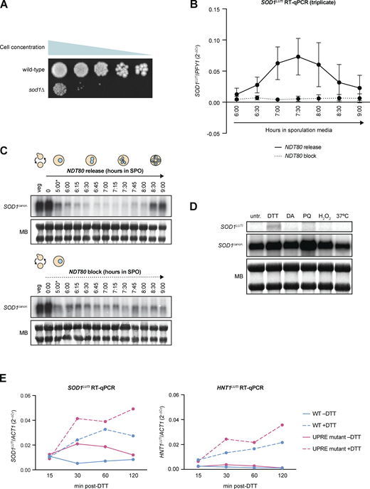SOD1LUTI expression during meiosis and cellular stress. (A) Mitotic growth of wild-type and sod1∆ diploids. To assess mitotic growth, wild-type and sod1∆ strains were serial-diluted and plated on rich media (1X YEP with 2% dextrose). From left to right, OD600 values plated were 0.2, 0.04, 0.008, 0.0016, and 0.00032. Image shows growth after 72 h at 30°C. (B) RT-qPCR analysis of SOD1LUTI in the presence or absence of NDT80 expression (pGAL-NDT80 release at 5 h; error bars show standard deviation of biological triplicate experiments). (C) Northern blots probing for SOD1LUTI and SOD1canon. in the presence or absence of NDT80 (MB = methylene blue; *pGAL-NDT80 release at 5 h). (D)SOD1 mRNA expression under various stress conditions. Northern blotting for SOD1LUTI and SOD1canon. under stress conditions during vegetative exponential growth (MB = methylene blue). From left to right: untreated (untr.), 5 mM DTT (DTT), 1.5 mM diamide (DA), 1 mM paraquat (PQ), 0.3 mM hydrogen peroxide (H2O2), and 37°C heat shock (37°C). Conditions tested were based on Gasch et al. (2000), and samples were harvested 1 h after treatment. (E)SOD1LUTI and HNT1LUTI expression in wild-type and UPRE mutant cells upon UPRER activation. RT-qPCR analysis of SOD1LUTI and HNT1LUTI levels 15–120 min after treatment with 5 mM DTT. For RT-qPCR, cDNA was prepared from total RNA samples used in Fig. 3 D, and fold-change (2−∆CT) values were calculated using ACT1 mRNA as a control. HNT1LUTI is a positive control for UPRER induction (Van Dalfsen et al., 2018). Source data are available for this figure: SourceData FS1. Refer to the image caption for details.