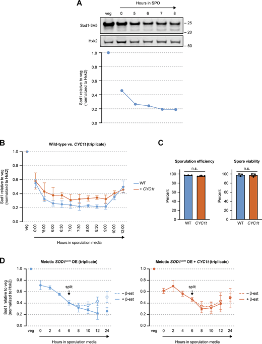 Sod1 protein levels with urea denaturation, SOD1LUTI disruption, and SOD1LUTI overexpression. (A) Total Sod1 protein decreases in meiotic, urea-denatured lysates. SDS-PAGE and immunoblotting for Sod1-3V5 in lysates prepared with 8M urea (quantification shown below). (B) Triplicate SDS-PAGE immunoblot quantification of the data presented in Fig. 4 B in synchronized cells with or without (+ CYC1t) LUTI expression (*pGAL-NDT80 release at 5 h; error bars show standard deviation of biological triplicate experiments). (C) Sporulation efficiency (n = 500 cells per replicate) and spore viability (n = 80 spore colonies per replicate) of wild-type (WT) and LUTI-disrupted (CYC1t) strains. Statistical significance was assessed using Welch’s t tests (sporulation efficiency two-tailed P = 0.1333; spore viability two-tailed P = 0.8726; error bars show standard deviation of biological triplicate experiments). (D) Triplicate SDS-PAGE immunoblot quantification of the data presented in Fig. 4 C (error bars show standard deviation of biological triplicate experiments). Source data are available for this figure: SourceData FS2.