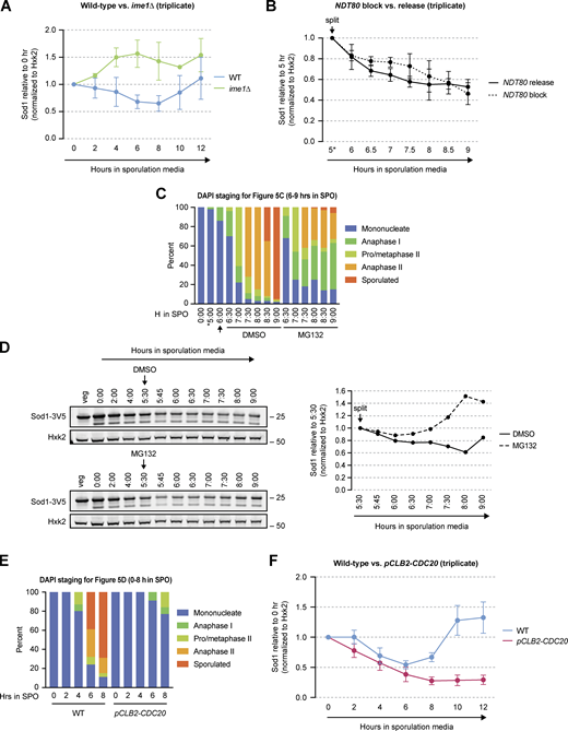 Sod1 levels with meiotic progression disruption and proteasome inhibition. (A) Triplicate SDS-PAGE immunoblot quantification of the data presented in Fig. 5 A (error bars show standard deviation of biological triplicate experiments). (B) Triplicate SDS-PAGE immunoblot quantification of the data presented in Fig. 5 B (Sod1 levels are relative to the 5 h time point at the time cultures were split; error bars show standard deviation of biological triplicate experiments). (C) DAPI staging for the experiment shown in Fig. 5 C (n = 100 cells per time point). Arrow indicates time of MG132 or DMSO (vehicle control) addition. (D) SDS-PAGE and immunoblotting for Sod1 in the presence or absence of the proteasome inhibitor MG132 (quantification shown to the right). Cultures were split after 5.5 h in sporulation media and treated with either DMSO (vehicle control) or 100 μM MG132. (E) DAPI staging for the experiment shown in Fig. 5 D (n = 100 cells per time point). (F) Triplicate SDS-PAGE immunoblot quantification of the data presented in Fig. 5 D (error bars show standard deviation of biological triplicate experiments). Source data are available for this figure: SourceData FS3.