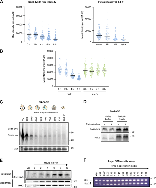 Immunofluorescence and native gel analysis of meiotic Sod1. (A) Maximum Sod1-3V5 IF intensities (A.U. = arbitrary units) per cell for the data shown in Fig. 6 B. The graph on the left shows maximum intensities for cells after 0–8 h in sporulation media, while the graph on the right shows maximum intensities for cells after 6–8 h in sporulation media that are sorted by meiotic stage based on DAPI staining (the 6–8 h cell population analyzed is the same in both graphs). Data show 0 h (n = 134), 2 h (n = 158), 4 h (n = 135), 6 h (n = 191), and 8 h (n = 163) cells harvested from a single experiment. (B) Maximum Sod1-3V5 IF intensities per cell for the data shown in Fig. 6 D. Quantification was performed for three biological replicates (n = 100 cells per time point per replicate). (C) Blue native PAGE (BN-PAGE) of Sod1-3V5 in meiosis. Soluble, dimeric Sod1-3V5 (42.6 kD) detected in vegetative and meiotic native lysates (*pGAL-NDT80 release at 5 h). (D) Vacuolar protease activity is not responsible for the loss of dimeric Sod1 from native meiotic lysates. Vegetative native lysate was incubated in either native buffer or meiotic lysate (prepared from meiotic sample harvested after 7 h in sporulation media) and either preincubated on ice for 30 min (+) or prepared fresh prior to loading (−). (E) Soluble, dimeric Sod1 is generated from a pATG8-SOD1-3V5 transgene. BN-PAGE (top) and SDS-PAGE (bottom) probing for Sod1-3V5 produced from a pATG8-driven transgene. (F) Sod enzymatic activity during meiosis. In-gel activity assay probing for Sod1 (top band) and Sod2 (bottom bands) activity in native lysates (*pGAL-NDT80 release at 5 h). Source data are available for this figure: SourceData FS4. Refer to the image caption for details.