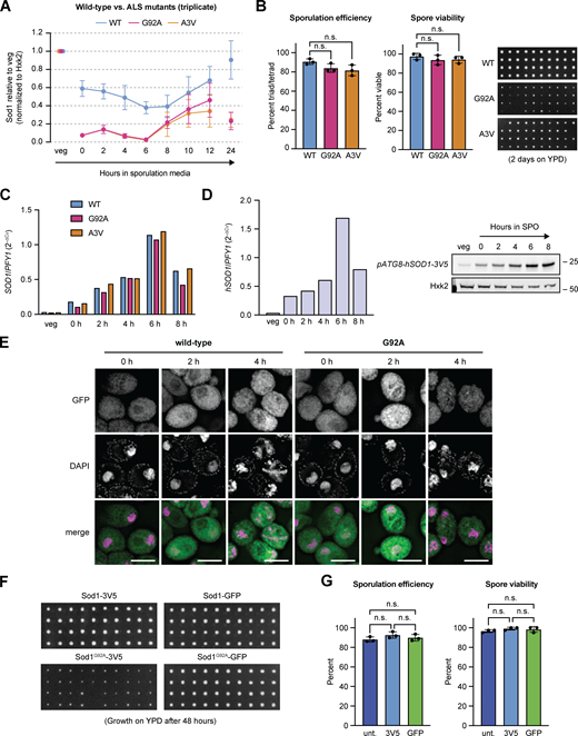 Expression and spore colony growth of aggregation-prone and GFP-stabilized Sod1. (A) Triplicate SDS-PAGE immunoblot quantification of the data presented in Fig. 7 A (error bars show standard deviation of biological triplicate experiments). (B) ALS-associated mutant Sod1 decreases sporulation efficiency and spore viability. To assess spore viability, 80 cells (20 tetrads) were dissected per genotype on YEP +2% dextrose and incubated at 30°C for 48 h. Statistical significance was assessed by Welch’s t test (not significant, WT vs. G92A sporulation efficiency two-tailed P = 0.1093; WT vs. A3V sporulation efficiency two-tailed P = 0.09; WT vs. G92A spore viability two-tailed P = 0.3481; WT vs. A3V spore viability two-tailed P = 0.304; error bars show standard deviation of biological triplicate experiments). Each column represents four spore colonies from the same tetrad. (C) Expression of pATG8-SOD1 transcripts. RT-qPCR analysis of wild-type, G92A, and A3V pATG8-SOD1 transcripts. For RT-qPCR, cDNA was prepared from total RNA samples matching SDS-PAGE samples shown in Fig. 7 B, and fold-change (2−∆CT) values were calculated using PFY1 mRNA as a control. To detect pATG8-SOD1 mRNA specifically, expression was assessed in sod1∆ strains. (D)pATG8-hSOD1 transcript and protein expression. Matched RT-qPCR (left) and SDS-PAGE immunoblot (right) showing expression from a pATG8-hSOD1 (yeast codon-optimized) transgene. For RT-qPCR, fold-change (2−∆CT) values were calculated using PFY1 mRNA as a control. Expression was assessed in a sod1∆ strain. (E) Sod1WT-GFP and Sod1G92A-GFP localization in fixed meiotic cells. Wild-type and G92A localization in cells fixed after 0, 2, and 4 h in sporulation media. Identical exposure conditions were used during image acquisition, but post-acquisition exposures are different for wild-type and G92A micrographs to improve the visibility of G92A protein (scale bars = 5 µm). (F) Wild-type and G92A spore viability with 3V5 and GFP tags. For each genotype, 80 cells (20 tetrads) were dissected on YEP +2% dextrose and incubated at 30°C for 48 h. Each column represents four spore colonies from the same tetrad. (G) Sporulation efficiency (n = 500 cells per replicate) and spore viability (n = 40 spore colonies per replicate) of untagged Sod1, Sod1-3V5, and Sod1-GFP strains. Statistical significance was assessed using Welch’s t tests (not significant; for sporulation efficiencies, untagged vs. 3V5 sporulation two-tailed P = 0.1335; untagged vs. GFP two-tailed P = 0.4943; 3V5 vs. GFP two-tailed P = 0.3716; for spore viability, untagged vs. 3V5 sporulation two-tailed P = 0.1012; untagged vs. GFP two-tailed P = 0.4382; 3V5 vs. GFP two-tailed P = 0.6856; error bars show standard deviation of biological triplicate experiments). Source data are available for this figure: SourceData FS5.