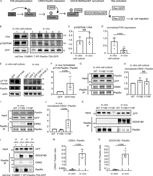 FAK is downregulated and CRKII-DOCK180/RacGEF exhibits increased interaction with unphosphorylated Y118-Paxillin in vivo compared to in vitro. (A) Schematic of in vitro Paxillin regulation from cell culture studies. Following integrin activation, a tyrosine kinase, FAK, phosphorylates Paxillin. Phosphorylated Paxillin then recruits the adaptor protein CRKII and the Paxillin/CRKII complex further recruits DOCK180/RacGEF, thereby activating downstream Rac-dependent pathways, inducing cell migration. (B) Western blot analysis of FAK levels (FAK) and FAK activation (pY397-FAK) in YUMM1.7 cells expressing mammalian WT-Paxillin-T2A-GFP in culture and YUMM1.7 tumors in vivo. In vitro and in vivo bands are from the same blot. Unmodified Western blot is in Fig. S5 A. GFP was used as the loading control and as a control for the number of YUMM1.7 cells in mouse tumors. (C and D) Quantification of the pY397-FAK/total FAK ratio (C) and total normalized FAK to GFP expression (D) in the in vitro cell culture and in vivo conditions. n = 3 dishes, 5 tumors for C, n = 5 dishes, 8 tumors for D. Error bars are mean ± SD. Non-parametric unpaired t test. (E) Western blot analysis of pY118-Paxillin levels in YUMM1.7 cells overexpressing GFP-FAK in vitro and in vivo. Actin is used as a loading control. (F) Quantification of pY118-Paxillin/Paxillin levels in E. GFP control tumors are normalized to 1. n = 4 technical replicates. Error bars are mean ± SD. Non-parametric unpaired t test. (G–J) Co-immunoprecipitation analyses of CRKII and Paxillin in YUMM1.7 cell lines that exogenously express mammalian wildtype, Y118E and Y118F Paxillin in vitro (G and H) and in in vivo tumors (I and J). (H and J) Quantification of CRKII/Paxillin ratio from G and I, bands from cells expressing wildtype Paxillin are normalized to 1 both in vitro and in vivo. n = 3 technical replicates. Non-parametric one-way ANOVA, error bars are mean ± SD. (K) Coimmunoprecipitation analyses of DOCK180/RacGEF and Paxillin in YUMM1.7 cell lines that exogenously express mammalian wildtype, Y118E and Y118F Paxillin in vitro and in in vivo tumors. (L–N) Coimmunoprecipitation analyses of CRKII and DOCK180/RacGEF to Paxillin in YUMM1.7 cell lines that exogenously express wildtype Paxillin in in vitro and in in vivo tumors. (M) Quantification of CRKII/Paxillin levels in L. n = 4 tumors. (N) Quantification of DOCK180/Paxillin levels in L. n = 4 tumors. Error bars are mean ± SD. Non-parametric unpaired t test. Source data are available for this figure: SourceData F5.