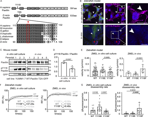 Paxillin exhibits reduced phosphorylation on Y118 in migrating cancer cells in vivo as compared to in vitro cell culture conditions in both zebrafish and mouse melanoma models. (A) Schematic of protein structures of human and zebrafish Paxillin (top) and amino acid sequence comparisons of the region encompassing Y118 between zebrafish Paxillin and vertebrate Paxillin (bottom). Red arrowhead and box indicate the conservation of Y118 Paxillin between zebrafish and other vertebrates. (B) Top: Endogenous pY118-Paxillin staining (magenta) of ZMEL-GFP (GFP immunostaining, green) plated on 2D in vitro cell culture dishes. White arrowheads mark positive pY118-Paxillin staining. Bottom: Endogenous pY118-Paxillin staining (magenta) of ZMEL-mCherry (mCherry immunostaining, pseudo-colored green, white arrowheads) in larval zebrafish (3 d post-transplantation). Red arrowhead indicates a non-ZMEL cell with positive pY118-Paxillin immunostaining. Zoomed regions reveal pY118-Paxillin immunostaining only. Scale bar is 10 µm. (C) Western blot analysis of mouse melanoma YUMM1.7 cells expressing mammalian WT-Paxillin-T2A-GFP plated on the in vitro cell culture dishes (n = 3 dishes) and YUMM1.7 melanoma in vivo tumors (n = 5 tumors). In vitro and in vivo bands are from the same blot—see unmodified Western blot in Fig. S2 D. GFP was used as the loading control and a control for the number of YUMM1.7 cells in mouse tumors. (D) Quantification of pY118-Paxillin/total Paxillin protein ratio from C. Non-parametric unpaired t-test. (E) Quantification of single cell migration velocity in ZMEL-mCherry cells that exogenously express GFP-tagged zebrafish WT-Paxillin, Y118E-Paxillin, or Y118F-Paxillin in the in vitro cell culture conditions (n = 64 cells for WT, n = 32 cells for Y118E, and n = 35 cells for Y118F) and in vivo (n = 8 cells/3 fish for WT, n = 12 cells/3 fish for Y118E, and n = 15 cells/3 fish for Y118F). Larval zebrafish are imaged 1 d post-transplantation. Non-parametric one-way ANOVA, error bars are mean ± SD. (F) Cumulative FRAP recovery curves of WT-Paxillin-EGFP, Y118E-Paxillin-EGFP, or Y118F-Paxillin-EGFP in ZMEL cells in the in vitro cell culture conditions and in vivo after photobleaching. n = 34, 44, and 51 cells for WT, Y118E, Y118F in vitro, and n = 7 cells/6 fish, 6 cells/6 fish, and 6 cells/5 fish for WT, Y118E, Y118F in vivo. (G) Quantification of Paxillin disassembly rates in the WT, Y118E, Y118F-Paxilllin under in vitro cell culture conditions and WT, Y118E, Y118F-Paxilllin under in vivo conditions. n = 13, 13, and 11 cells for WT, Y118E, Y118F in vitro, and n = 8 cells/7 fish, 6 cells/6 fish, 11 cells/10 fish for WT, Y118E, Y118F in vivo. Error bars are mean ± SD. Non-parametric unpaired t test. Source data are available for this figure: SourceData F3.