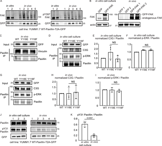 FAK is downregulated in vivo compared to in vitro, and there is no change in C3G or ERK recruitment to Paxillin in cells expressing Y118F-Paxillin in vivo. (A) Unmodified Western blot for Fig. 5 B—YUMM1.7 cells plated in culture and YUMM1.7 melanoma tumors (in vivo) blotted with FAK and pY397-FAK antibodies. GFP was used as the loading control, and as a control for the number of YUMM1.7 cells in mouse tumors. (B) YUMM1.7 cells overexpressing GFP-FAK and Western blotted for FAK levels to confirm overexpression in vitro and in vivo. Actin is used as a loading control. (C) Co-immunoprecipitation analysis of Vinculin and Paxillin, immunoprecipitating Paxillin from YUMM1.7 tumors expressing wildtype, Y118E, and Y118F Paxillin and assaying for Vinculin interactions. (D–I) Co-immunoprecipitation analyses of C3G or activated ERK (p-ERK) with Paxillin in YUMM1.7 cell lines that exogenously express mammalian wildtype, Y118E, and Y118F Paxillin in vitro (D–F) and in in vivo tumors (G–I). (E and H) Quantification of C3G/Paxillin ratio from D and G, bands from cells expressing wildtype Paxillin are normalized to 1 both in vitro and in vivo. n = 3 technical replicates. Non-parametric one-way ANOVA, error bars are mean ± SD. (F and I) Quantification of p-ERK/Paxillin levels from D and G, bands from cells expressing wildtype Paxillin are normalized to 1 both in vitro and in vivo. n = 3 technical replicates. Non-parametric one-way ANOVA, error bars are mean ± SD. (J) Western blot analysis of pY31-Paxillin in mouse melanoma YUMM1.7 cells expressing mammalian WT-Paxillin-T2A-GFP plated on the in vitro cell culture dishes (n = 3 dishes) and YUMM1.7 melanoma in vivo tumors (n = 5 tumors). GFP was used as the loading control and a control for number of YUMM1.7 cells in mouse tumors. (K) Quantification of pY31-Paxillin/total Paxillin protein ratio from J. Error bars are mean ± SD. Non-parametric unpaired t test. Source data are available for this figure: SourceData FS5. Refer to the image caption for details.