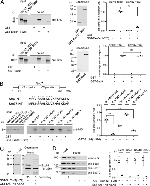 Identification of elements within the N-terminus of Sro7 required for binding to the exocyst subunit Exo84. (A) Upper panel: Purified full length Sro7 and a N-terminal deletion of Sro7(aa 50–1033) were bound to immobilized GST-Exo84(aa 1–326) or GST alone in a pull-down assay. Coomassie of the GST-Exo84 fusion protein and quantitation of binding are shown on the right. Error bars represent SD; P values were obtained using a two-tailed Student’s t test with significance annotated as *, P < 0.05; **, P < 0.01; *** P < 0.001; ns = no significant difference. Lower panel: Purified full-length Sro7 and an N-terminal deletion of Sro7(aa 50–1033) were bound to GST-Sec9 or GST alone in a pull-down assay. Coomassie of the GST-Sec9 fusion protein and quantitation of binding are shown to the right. Error bars represent SD; P values were obtained as above. (B) Alignment of the N-terminus of Sro7 and Sro77 shows conserved amino acids between the yeast paralogs. Amino acids 1 through 10 are numbered. His-tagged wild-type Sro7-NT(aa 1–90) peptide and mutant Sro7-NT-A5,A6; Sro7-NT-A7,A8; Sro7-NT-A9,A10 and Sro7-NT-A(4-8) peptides were purified and then bound to immobilized GST-Exo84(aa 1–326) in a pull-down assay. Quantitation of binding is shown to the right. Error bars represent SD and P values were obtained as described above. (C) Purified His-tagged Exo84(aa 1–326) was bound to C-terminally tagged GST-Sro7-NT(aa 1–79) immobilized on beads using mutant GST-Sro7-NT-A5, A6 as a control. The additional bands in the binding sample for GST-Sro7-NT-A5,A6 were present on beads prior to binding. (D) Purified wild-type exocyst was bound to GST-Sro7-NT(aa 1–79) and mutant GST-Sro7-NT-A5,A6 immobilized on beads. Quantitation of binding for four subunits, two from each sub-complex is shown to the right. Error bars represent SD. Source data are available for this figure: SourceData F1.
