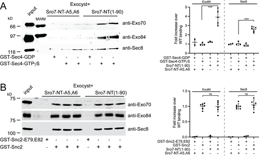 Sro7-NT peptide stimulates exocyst binding to Sec4-GTP but not Snc2. (A) Purified wild-type exocyst binding to immobilized GST-Sec4 beads exchanged with either GTPγS or control GDP in the presence of wild-type Sro7-NT (aa 1–90) peptide or control mutant Sro7-NT-A5,A6. Quantitation of two separate subunits one from each sub-complex is shown to the right. Error bars represent SD. P values were obtained using a two-tailed Student’s t test. *, P <0.05; **, P <0.01; *** P <0.001; ns = no significant difference. (B) Purified exocyst complex binding to immobilized GST-Snc2 or control GST-Snc2E79,E82 beads in the presence of wild-type Sro7-NT (aa 1–90) peptide or control mutant Sro7-NT-A5,A6 peptide. Quantitation of two separate subunits, one from each exocyst sub-complex is shown to the right. Error bars represent SD; P values were obtained as above. Source data are available for this figure: SourceData F3. Refer to the image caption for details.